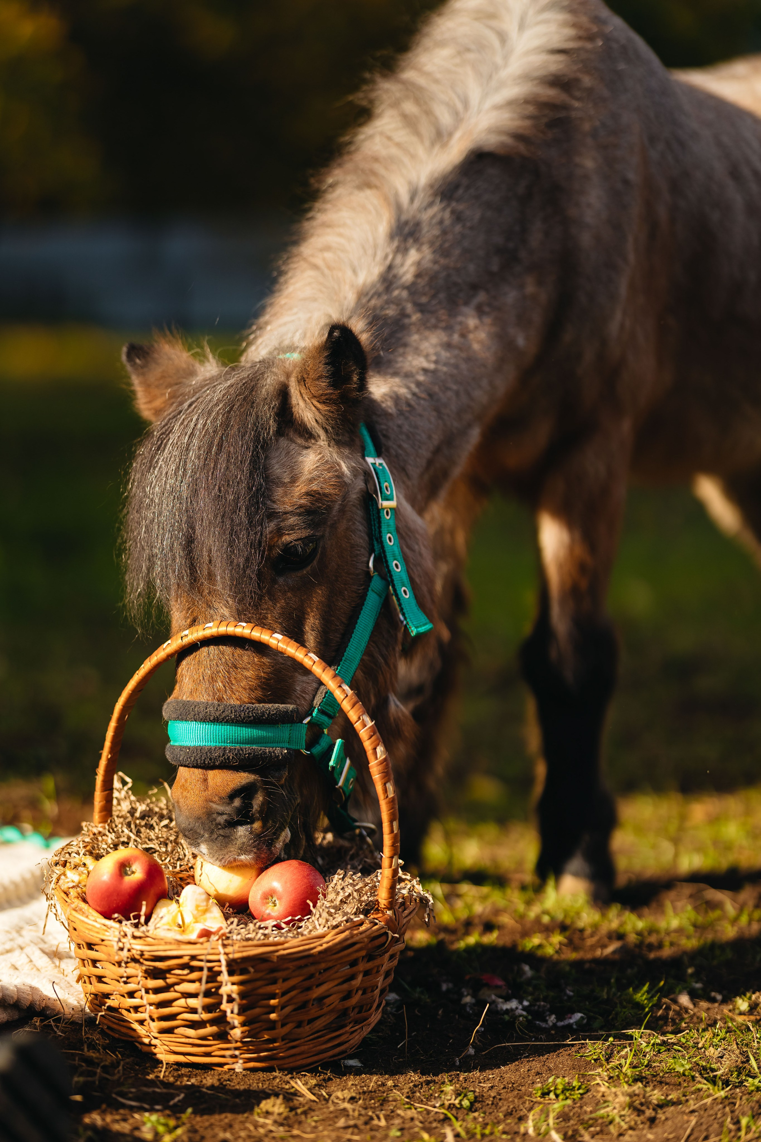 2024.10.02 Илья и лошадка. Ирина Бешляга. Фотограф в Москве и по всей России