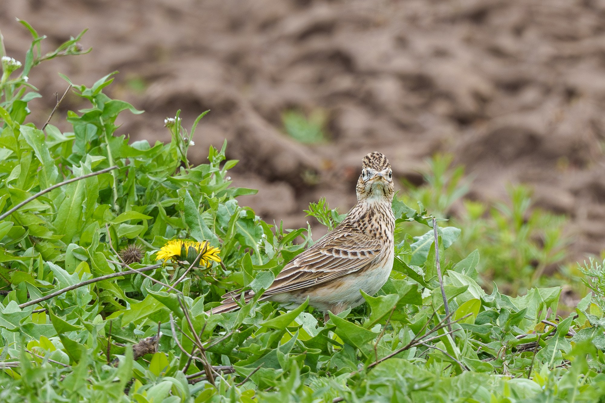 Удивительные мир птиц. Вокруг нас столько прекрасного — присмотритесь!. Ваш личный фотограф Марина Волкова