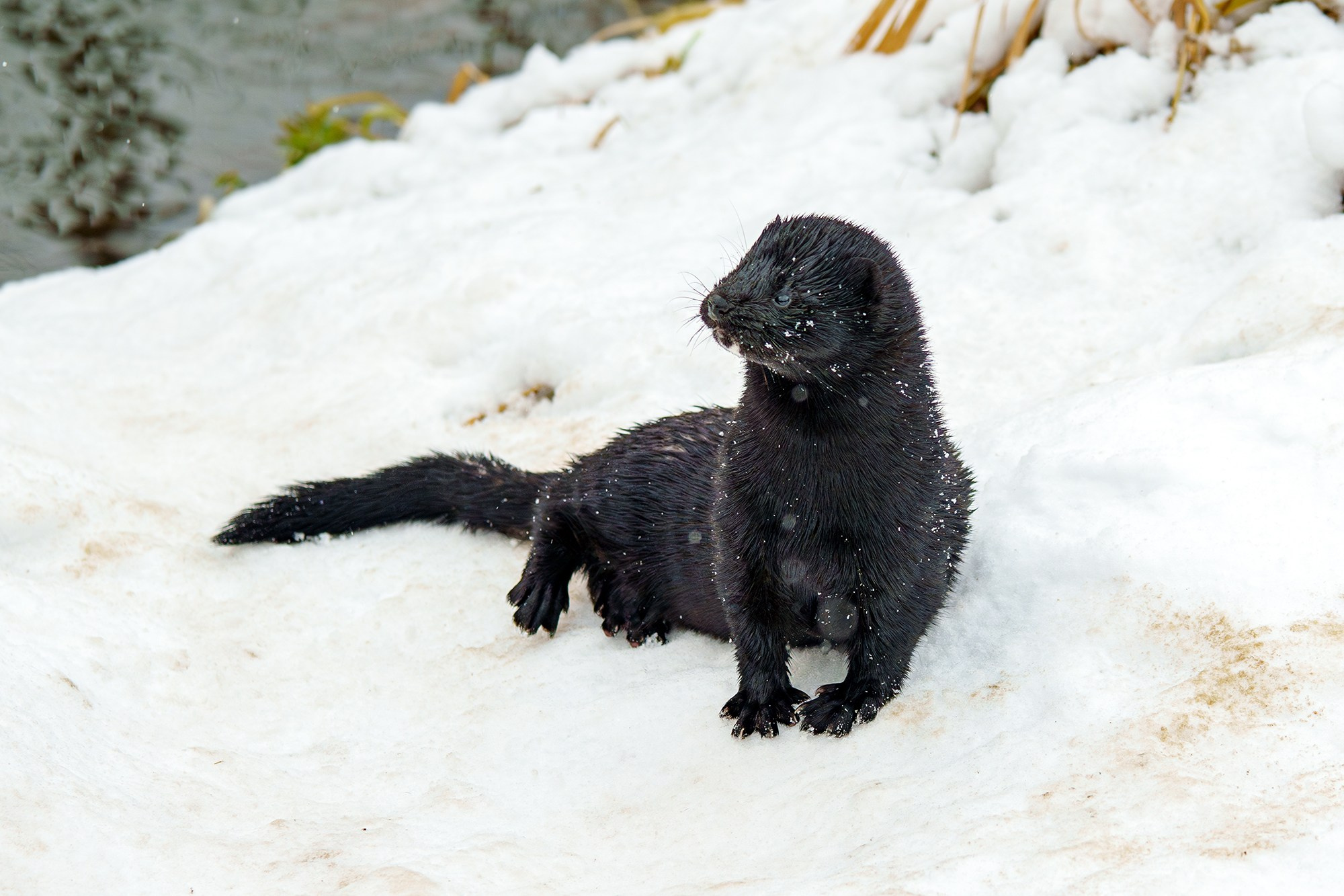Животные. Ваш личный фотограф Марина Волкова