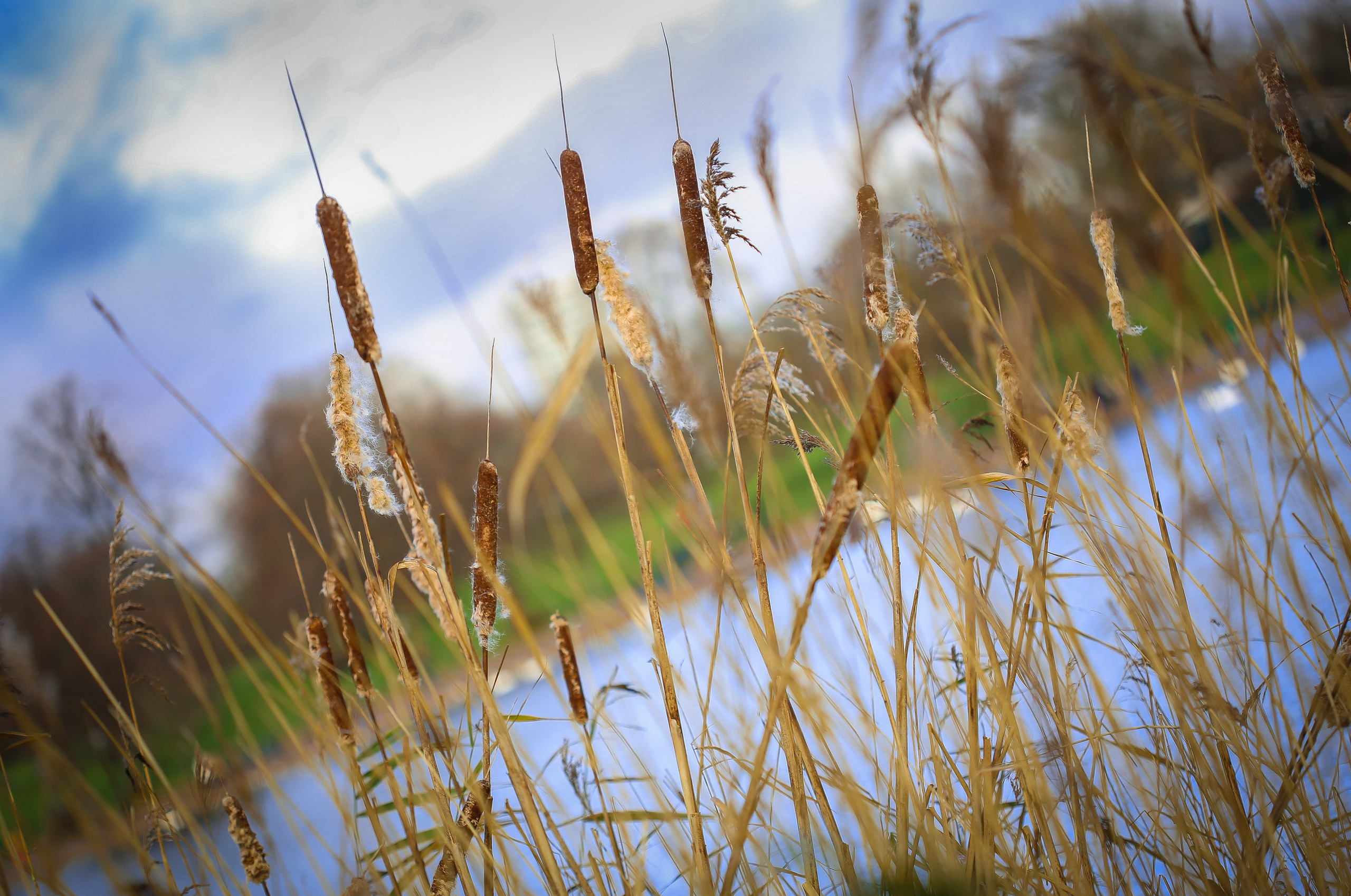 Англия: Лондон цветущий. Дарья Письменюк / Darya Leitstern — фотограф, музыкант, журналист, путешественник