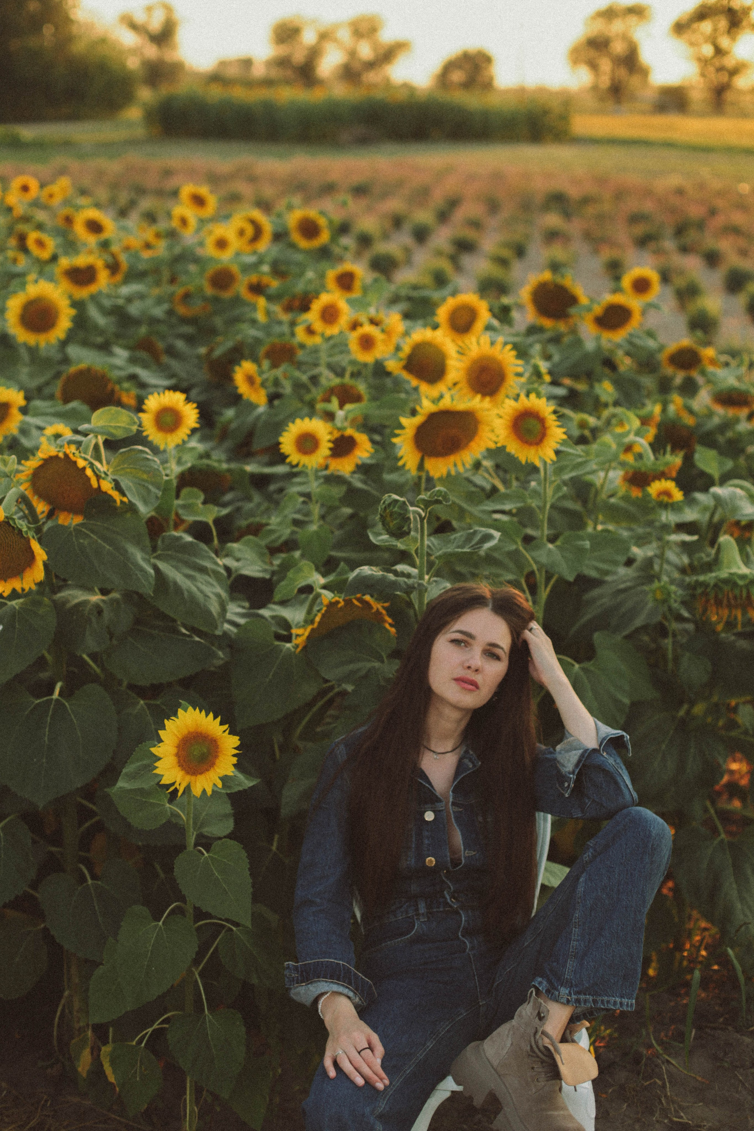 Sunflowers