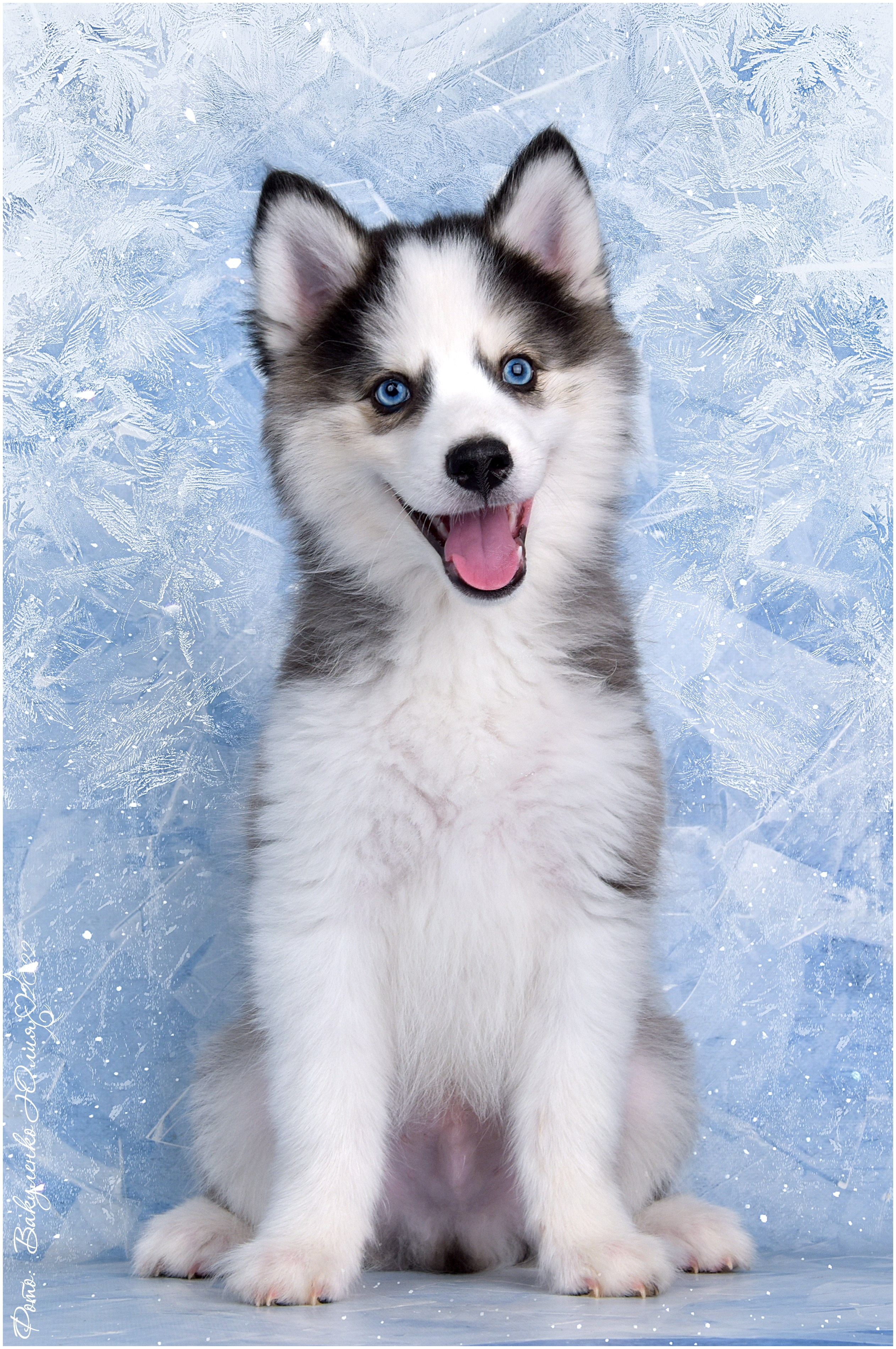 Студийная съемка. Фотограф анималист | семейный Юлия Вакуленко, г. Краснодар