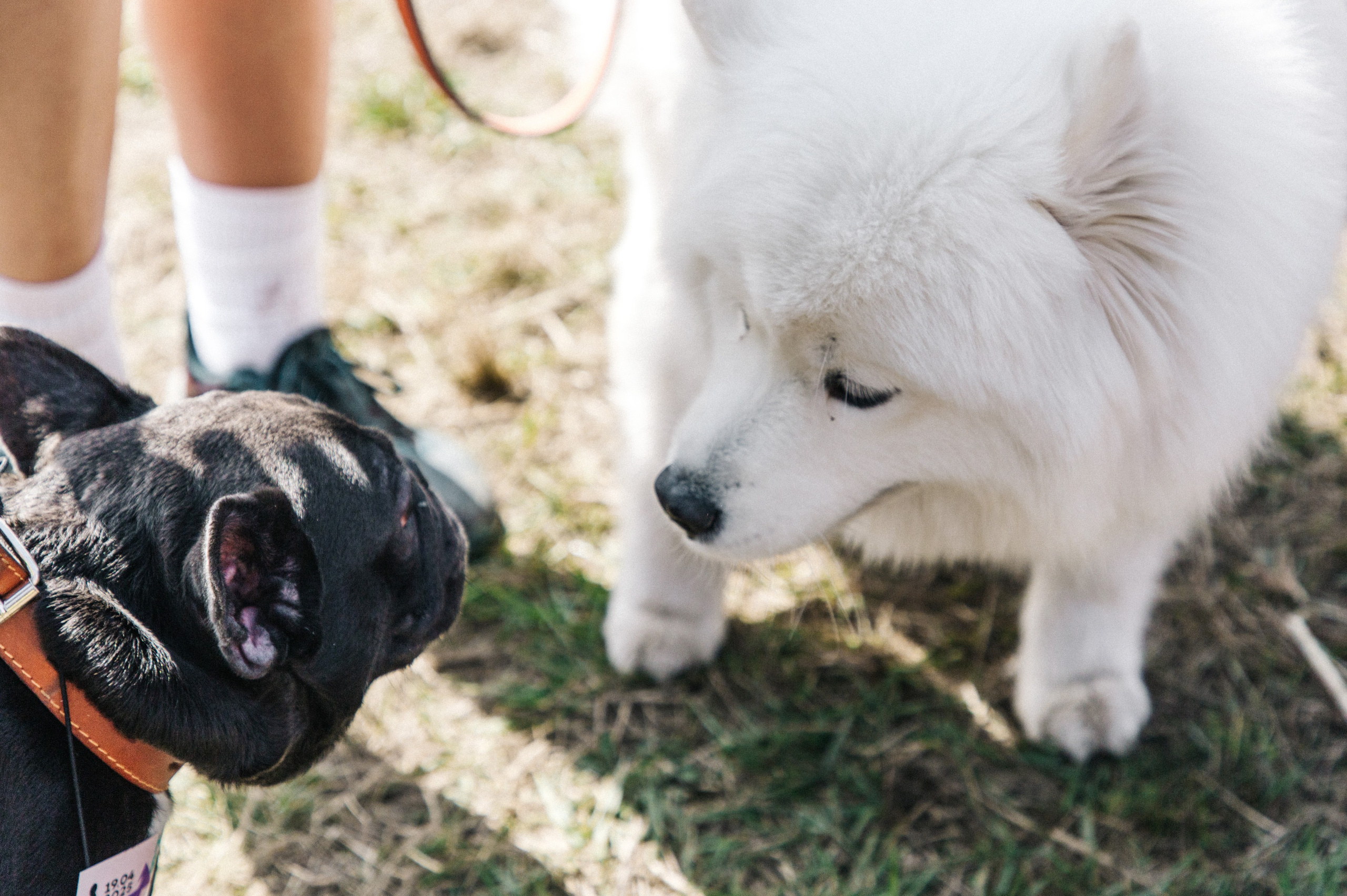 Кросс «Быстрый пёс» 2025. Репортажный фотограф в Москве