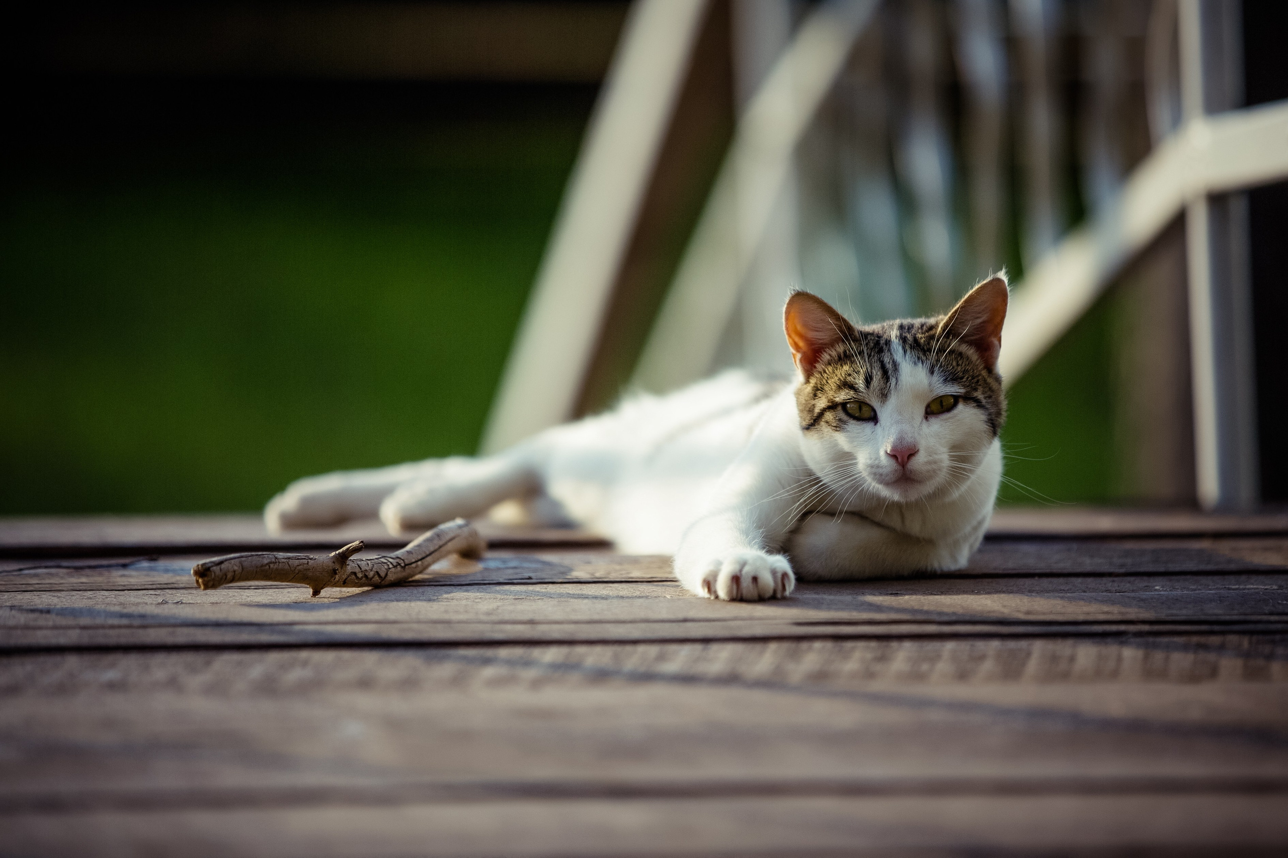 Алёна и Михаил. Свадебный и семейный фотограф в Москве и Подмосковье Лариса Козлова