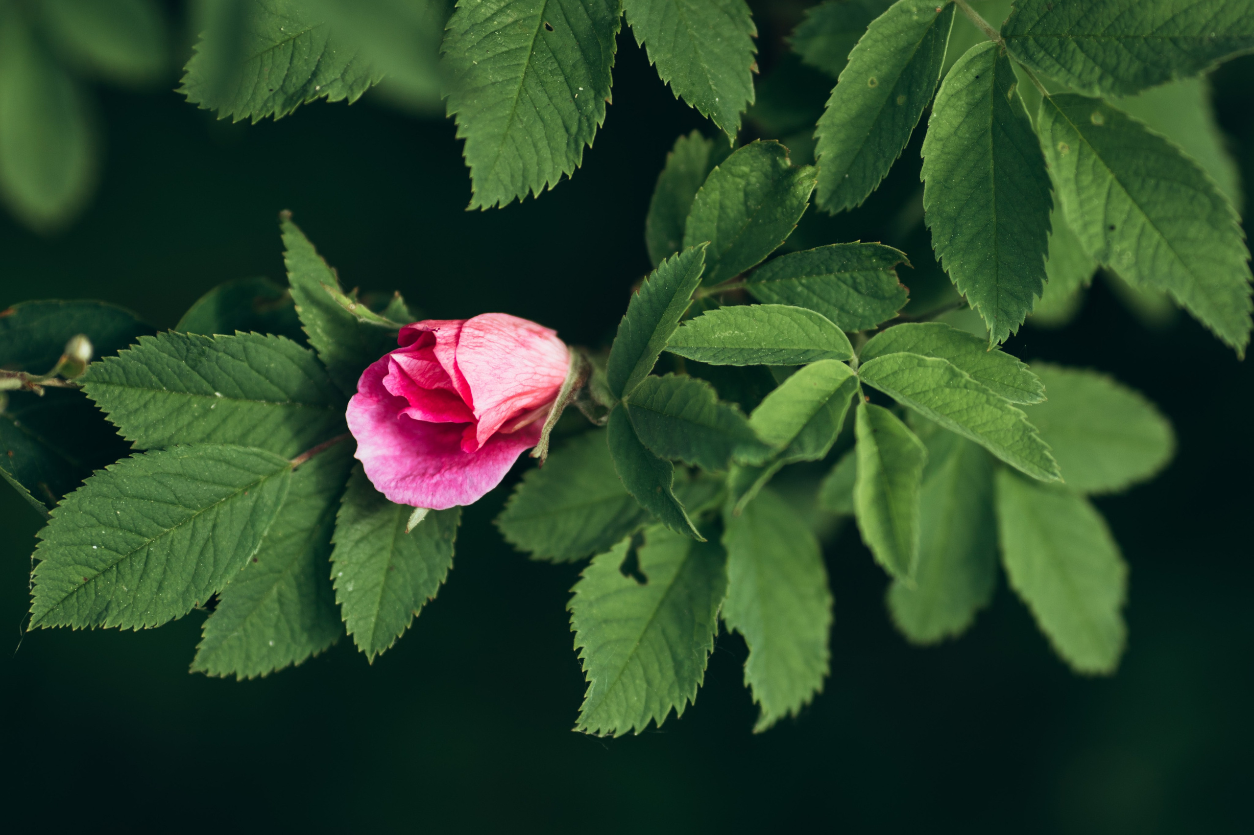 Природные пейзажи. Наталия Клевинскас портретный фотограф в Костроме