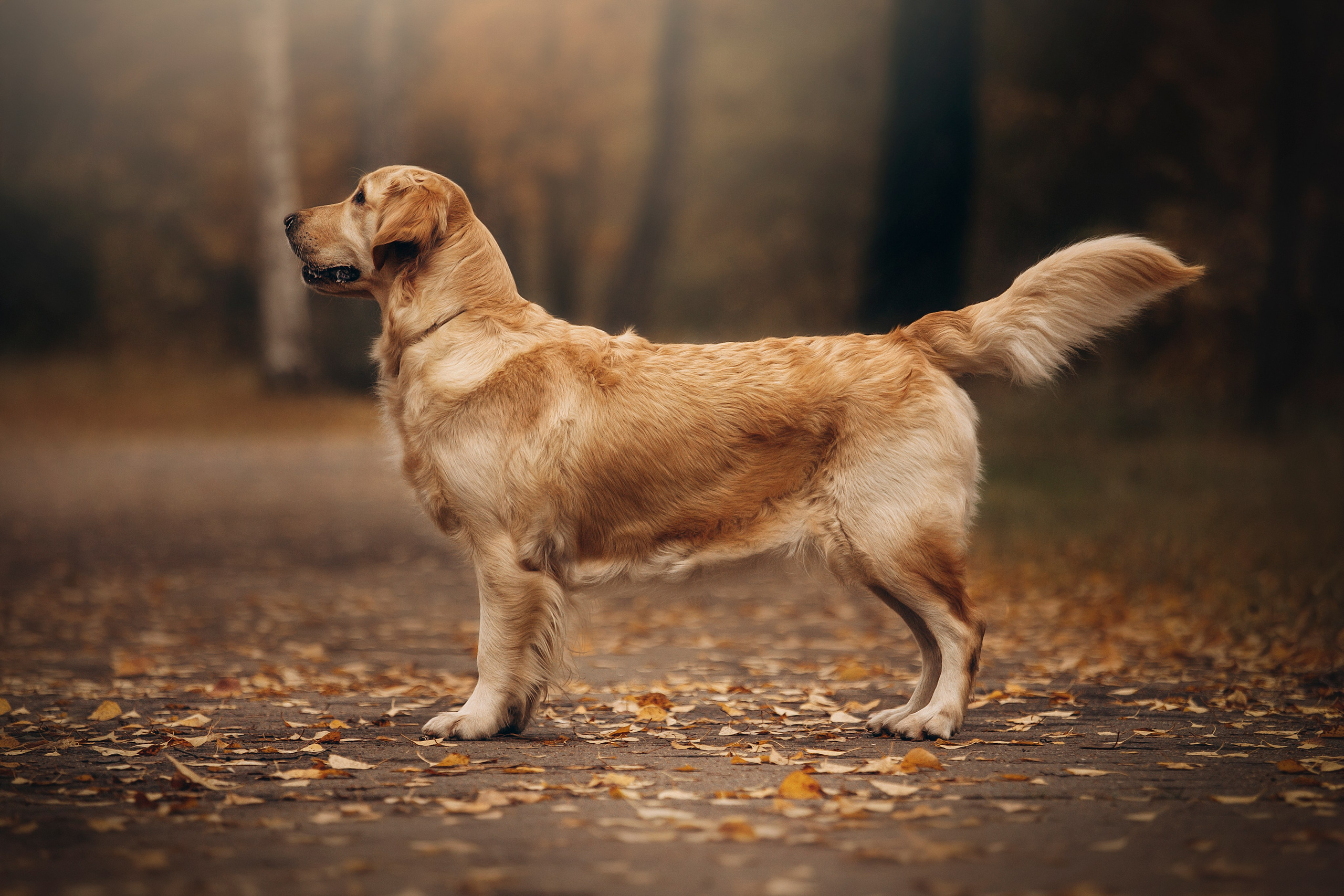 Марина и Чили. Фотограф — Анималист | Санкт-Петербург