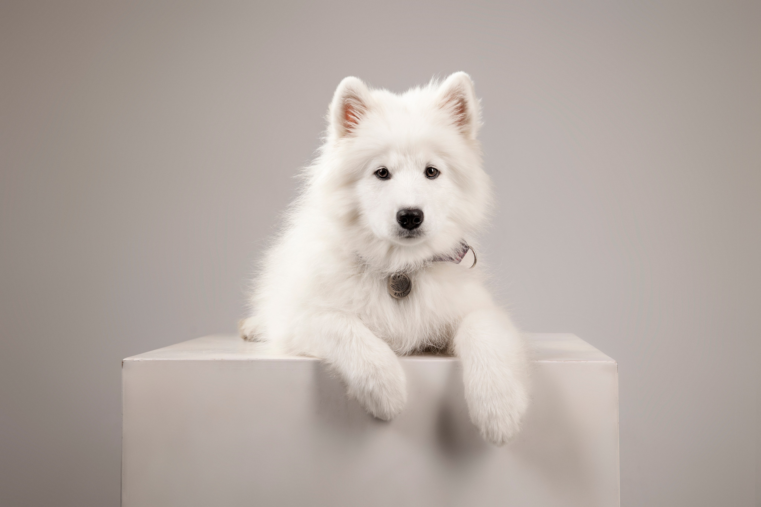 Кая и Даяна. Фотограф анималист в Москве Майорова Евгения