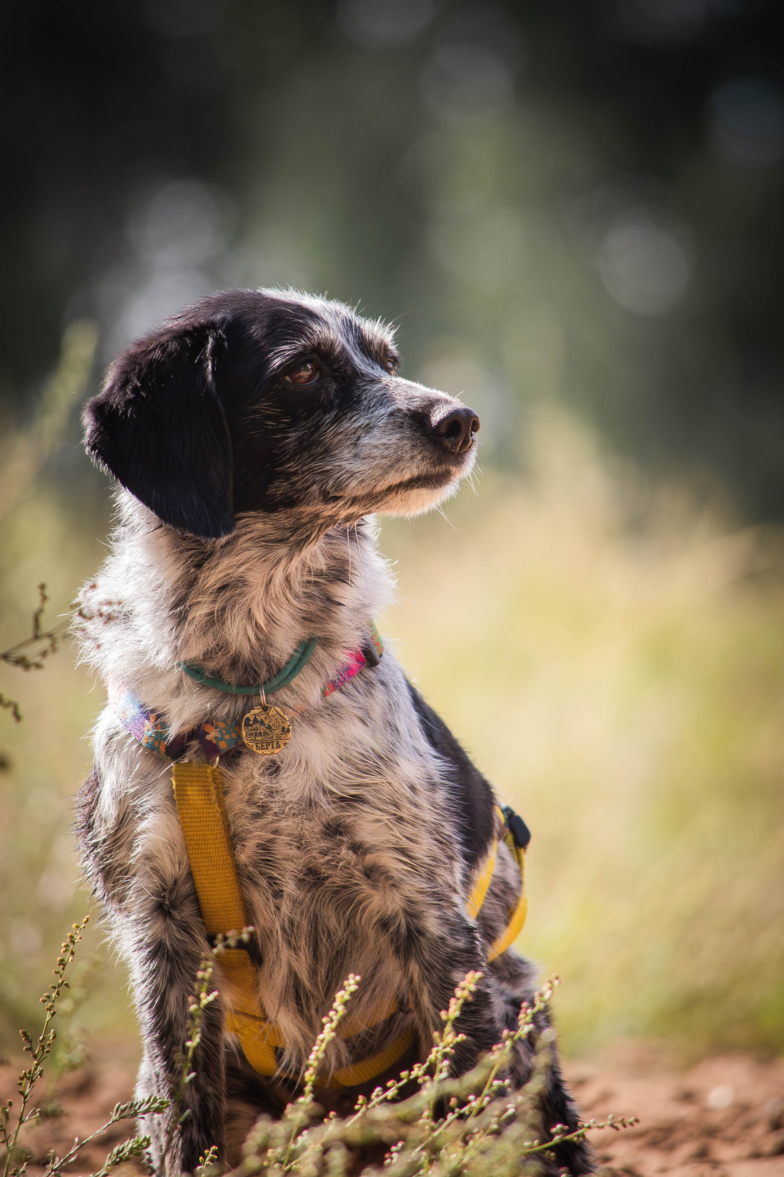 Берта, Ангелина и Витя. Фотограф Светлана Блинова, Москва и Московская область