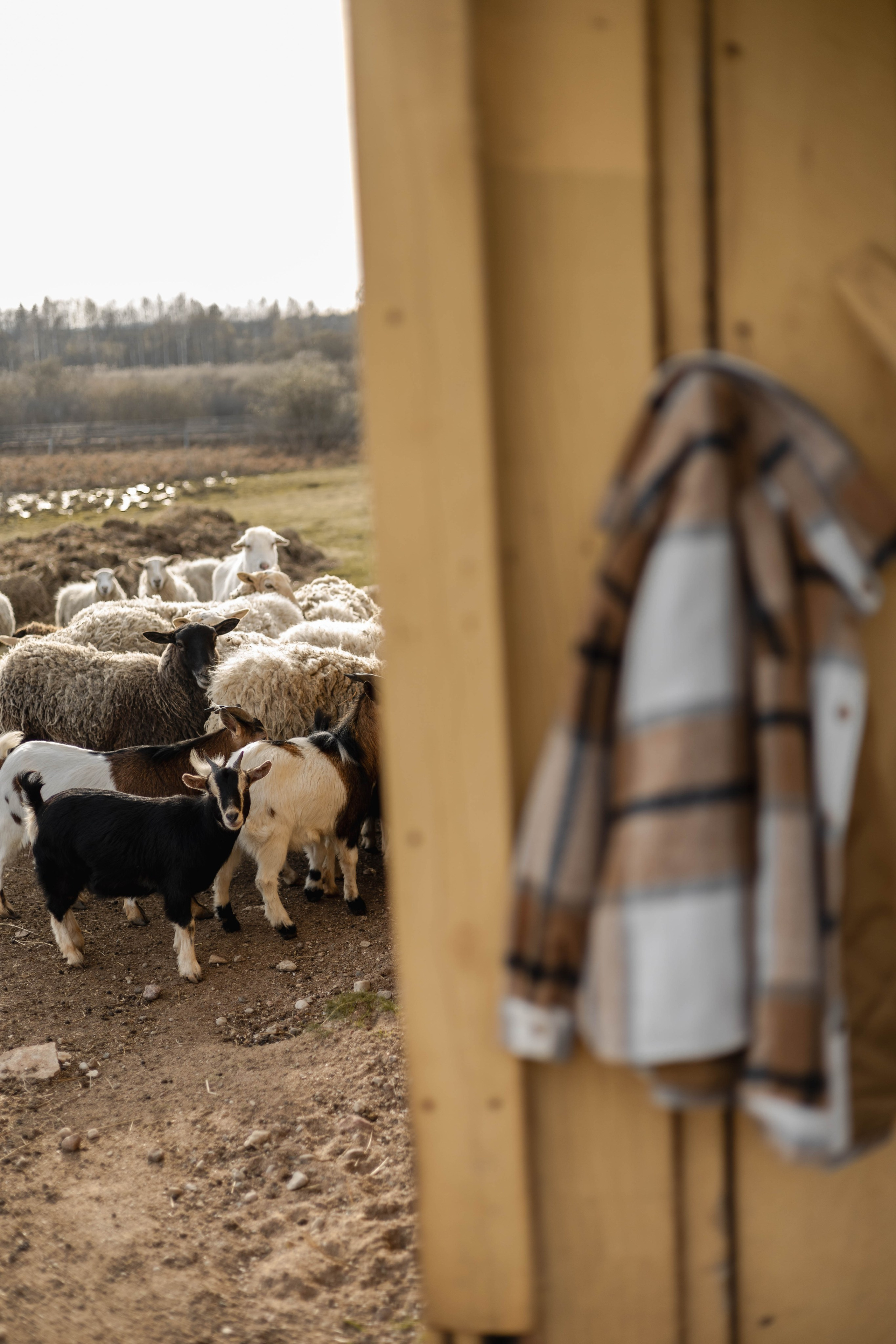 Семейные съемки. Семейный и репортажный фотограф в Пскове Виктория Колесникова
