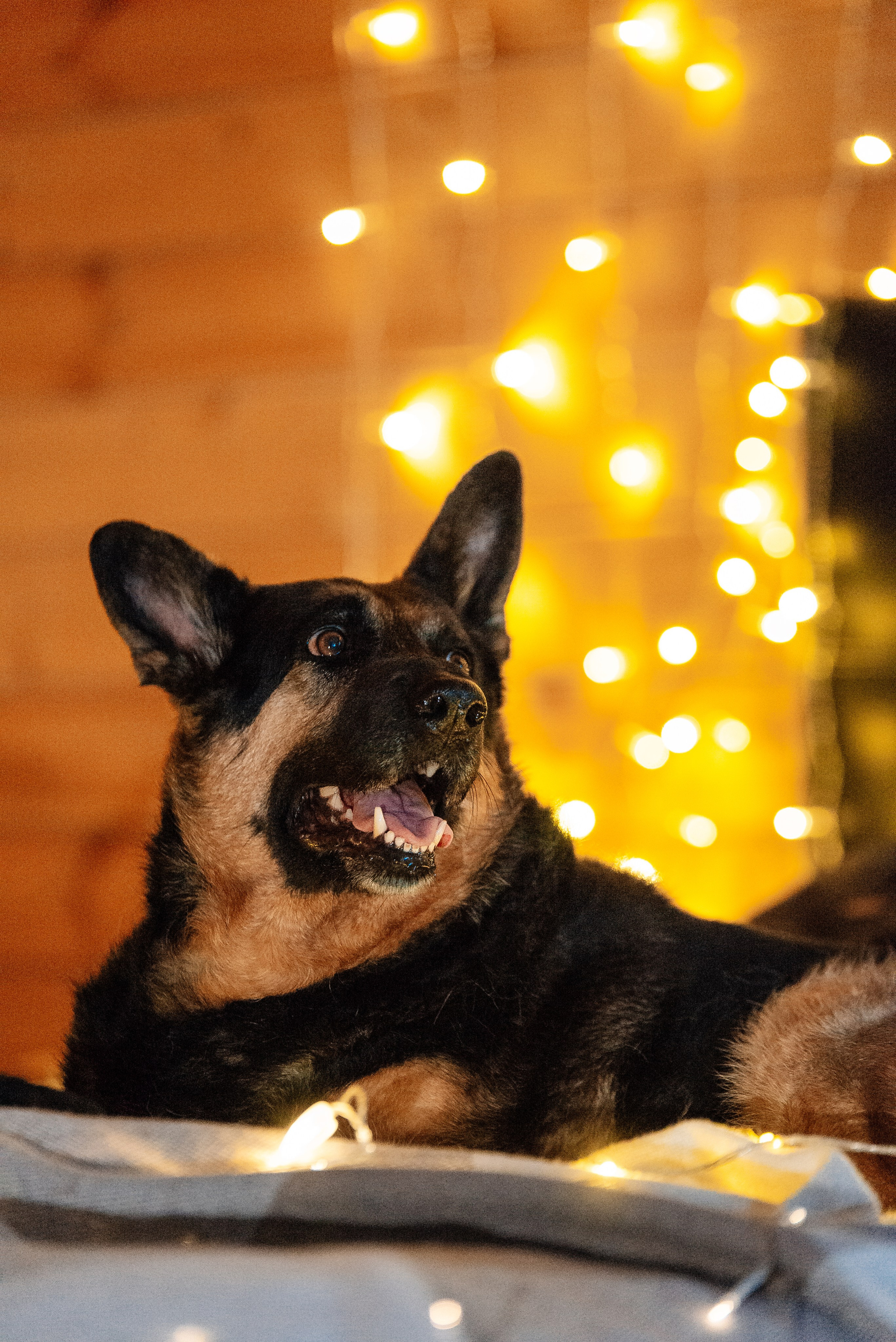 Светлана, Альфа и кошки ✨. Фотограф-анималист Анастасия Парфенова|Екатеринбург