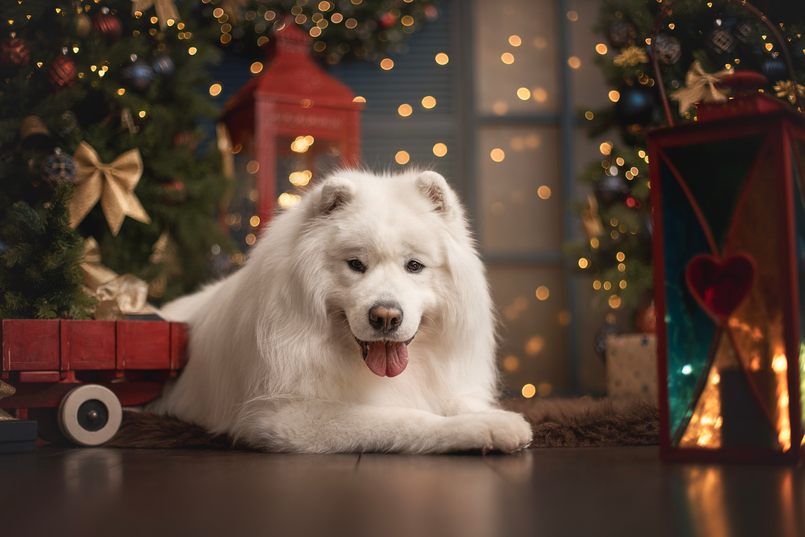 Пушистые самоедские драконы в студии. Фотограф анималист в Москве Майорова Евгения