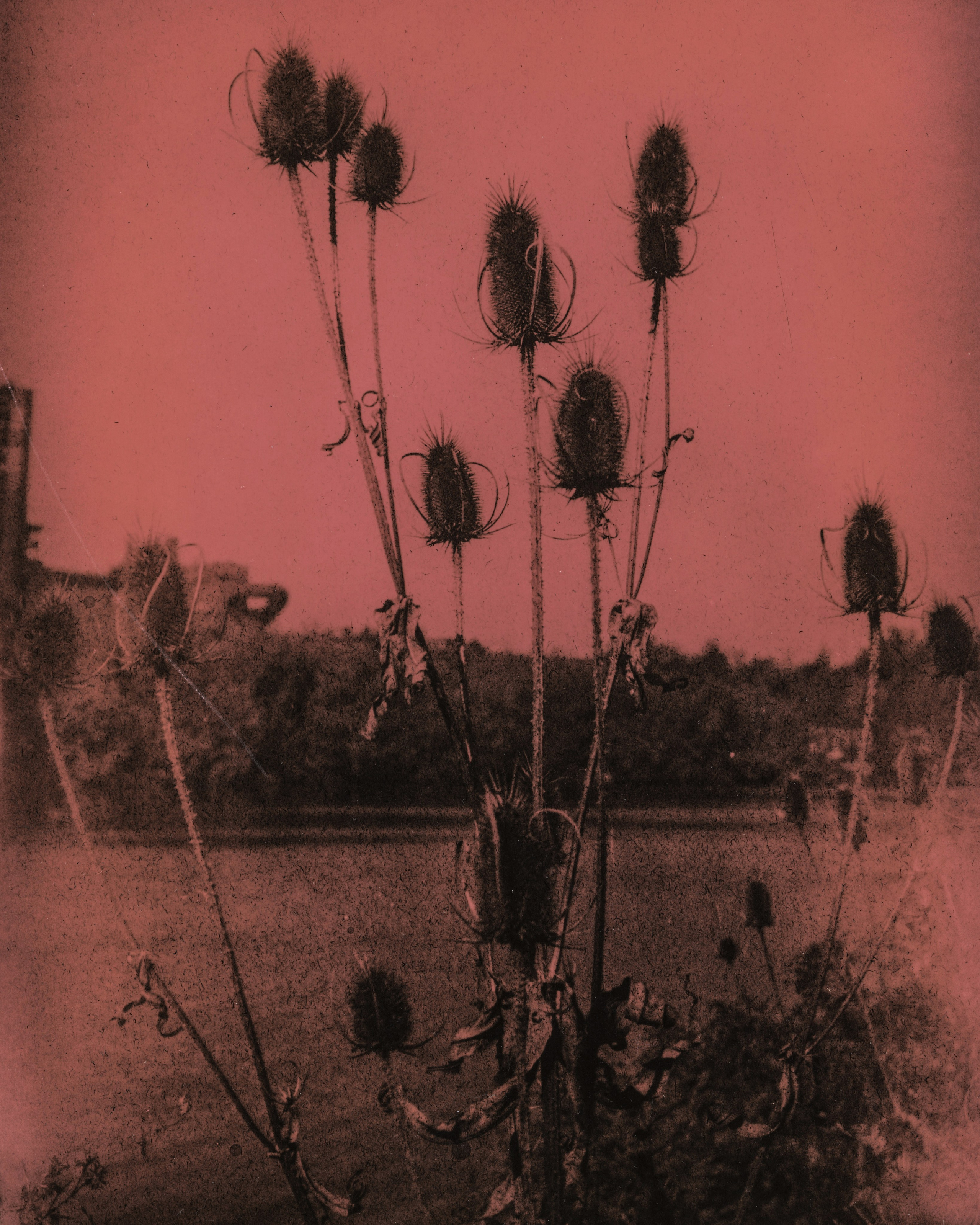 Lith prints. Darkroom aesthetics