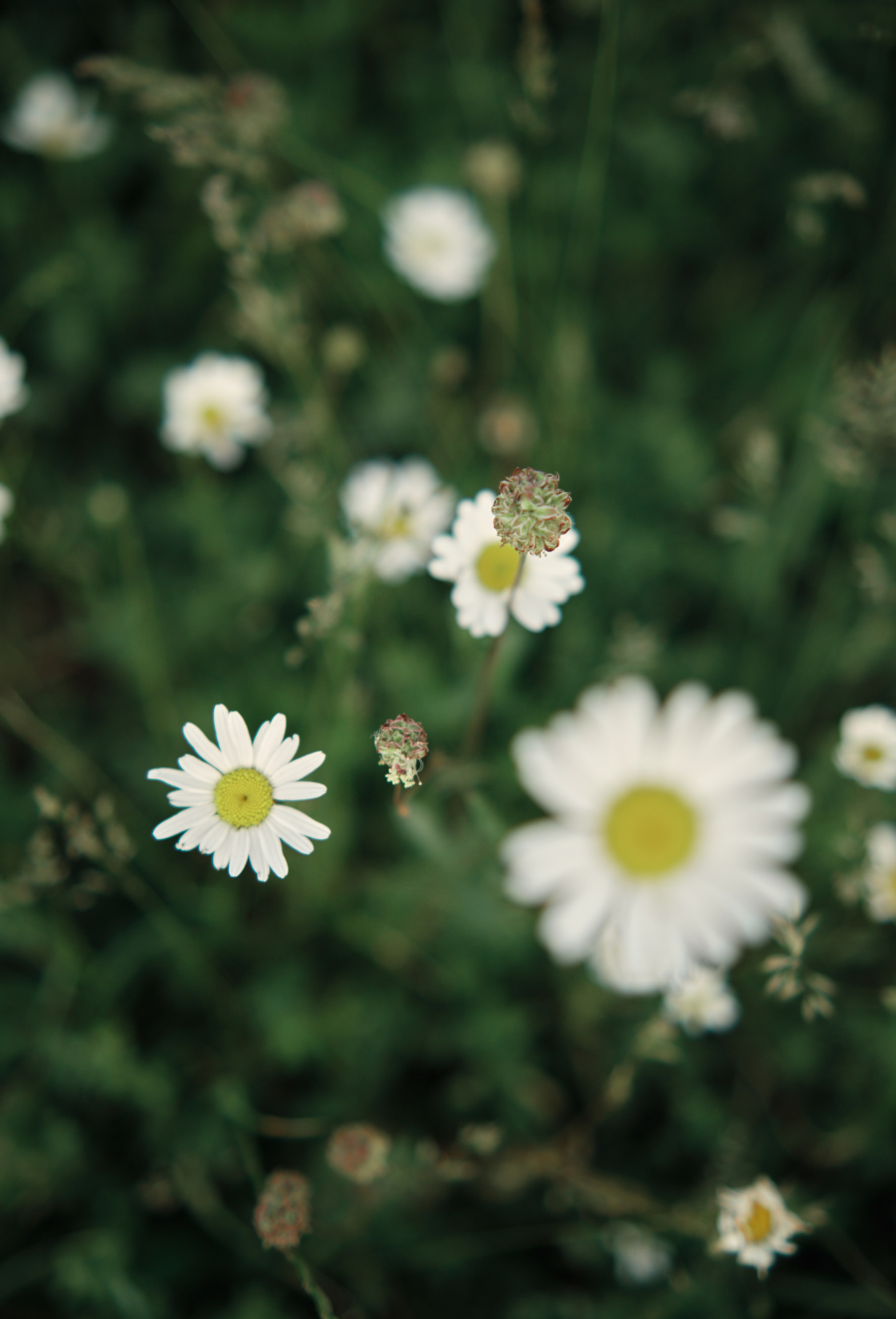 Нежность, что живет внутри. Фотограф Карелина Полина