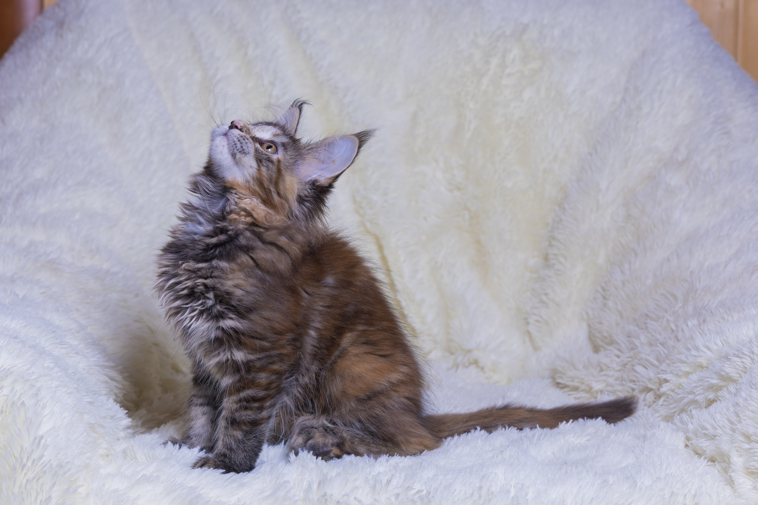 Котики. Photomantis