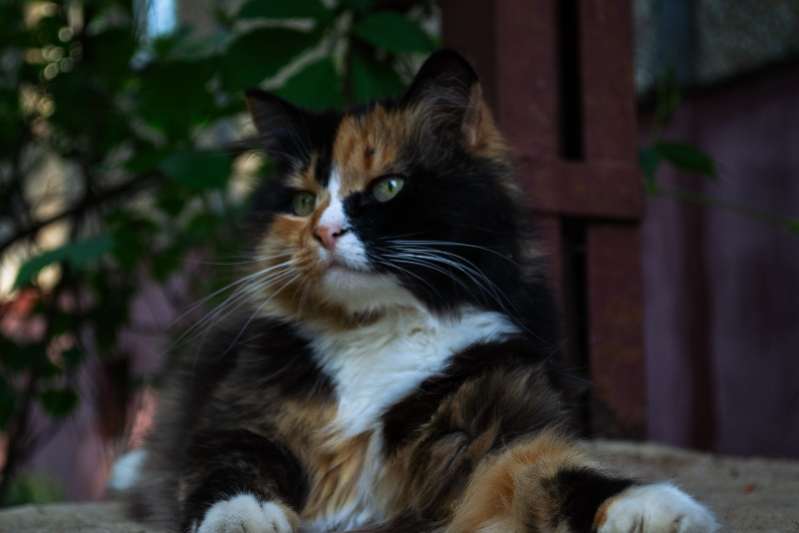 Cats.1. Dumshap | думшап