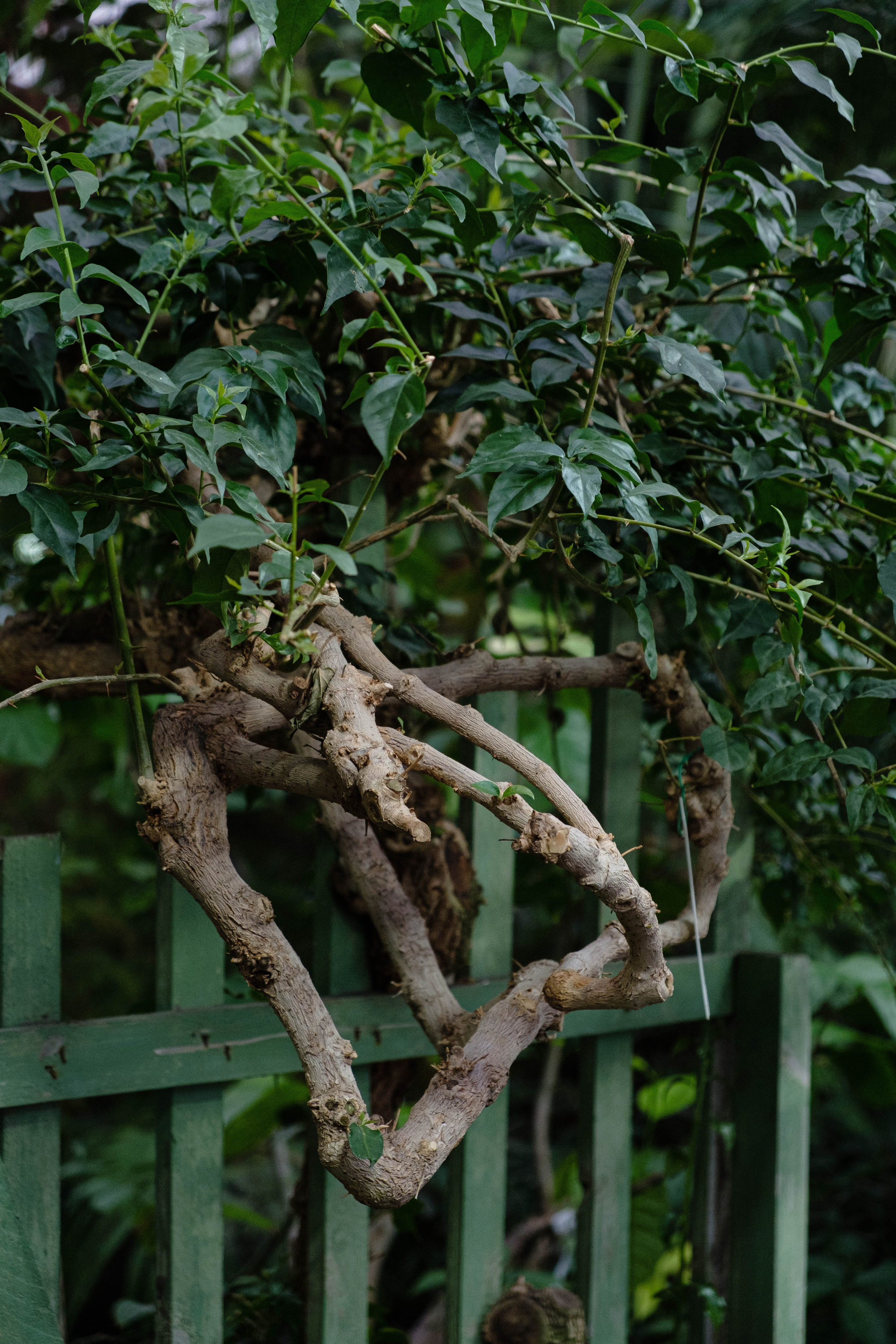 Старая Фондовая оранжерея. Алексей Никифоров свадебный и семейный фотограф Москва, Химки