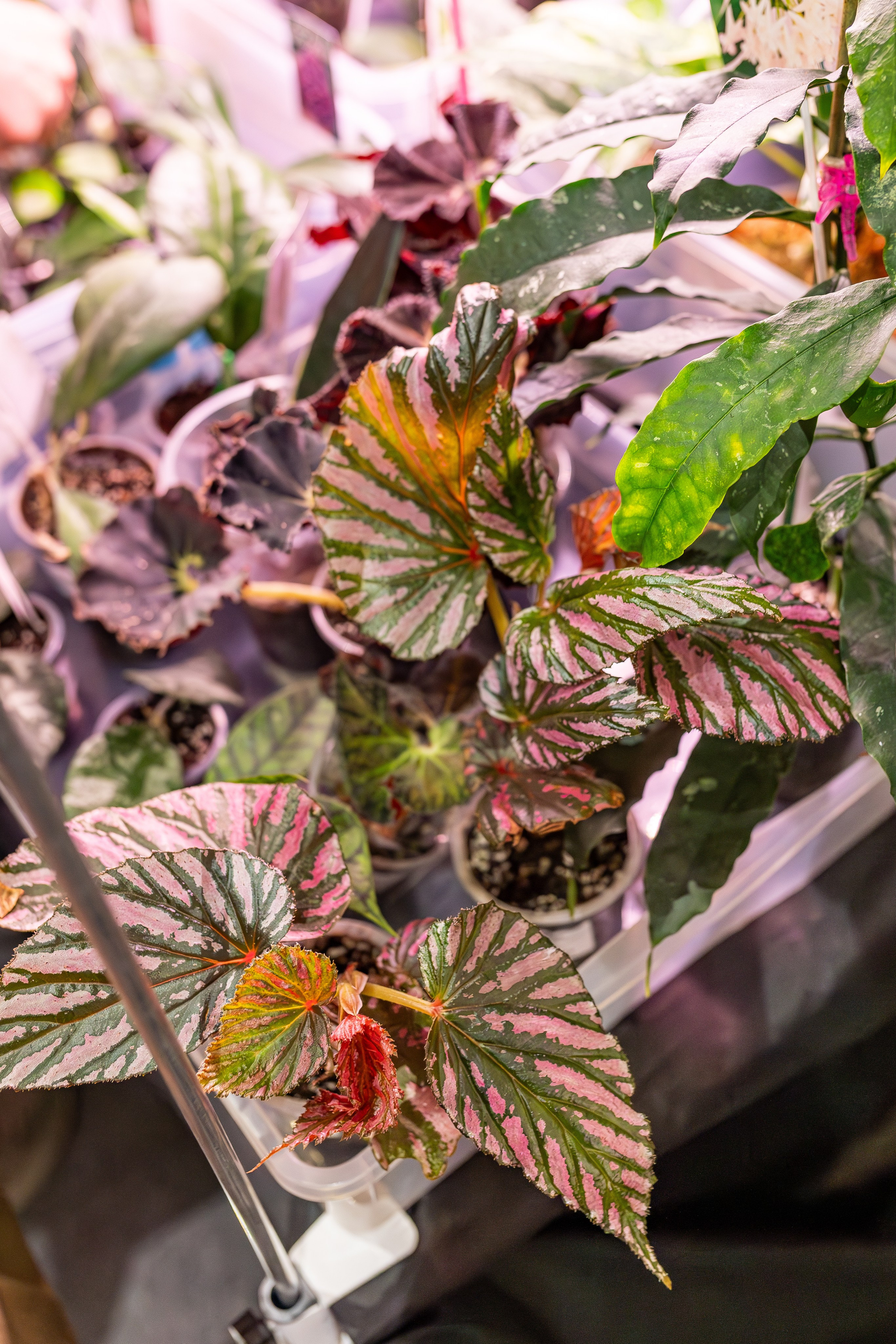 Монстериум апрель 2026. Александра Куликова фотограф, Москва