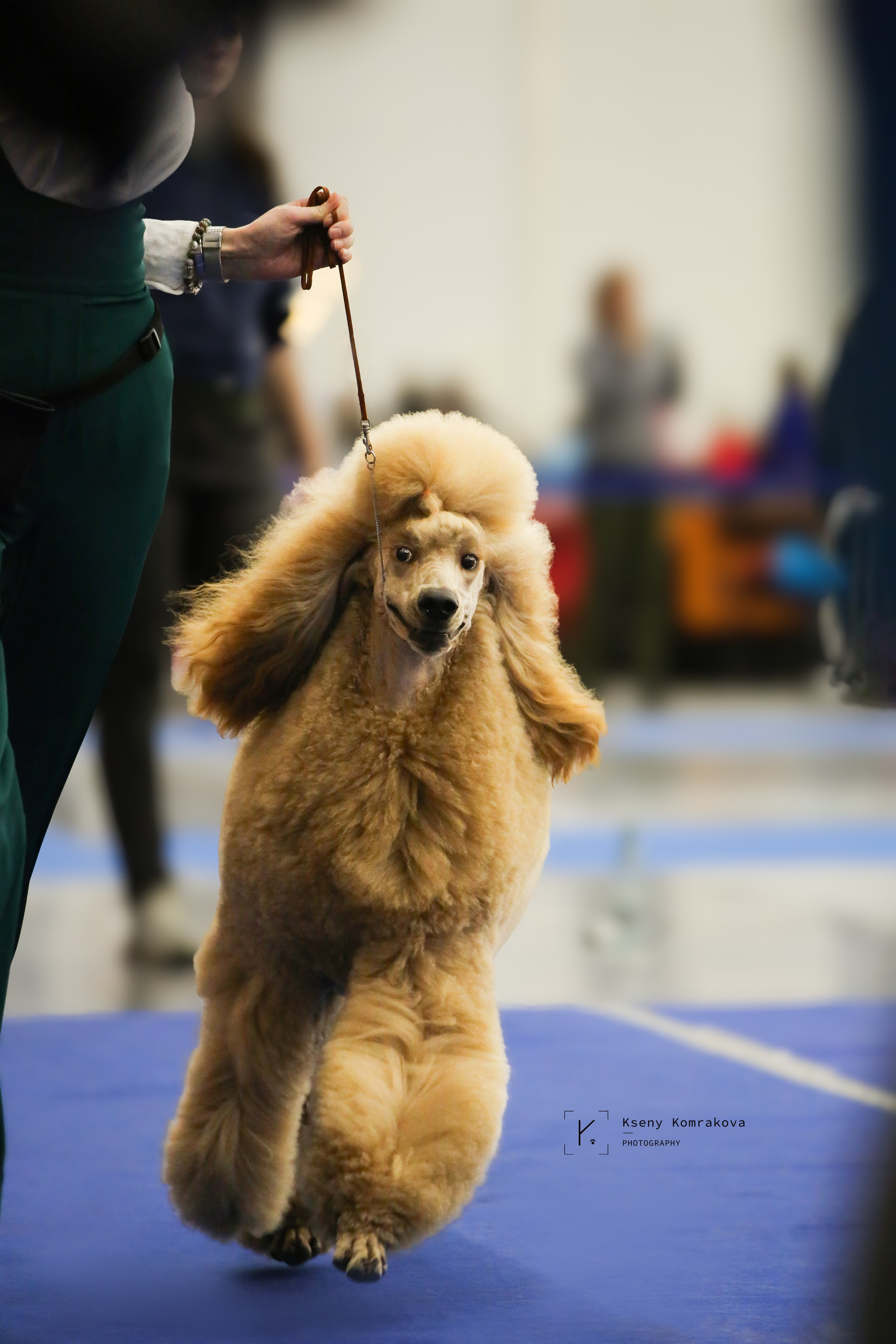Съемка собак. Анималистика. Репортаж. Индивидуальная съемка