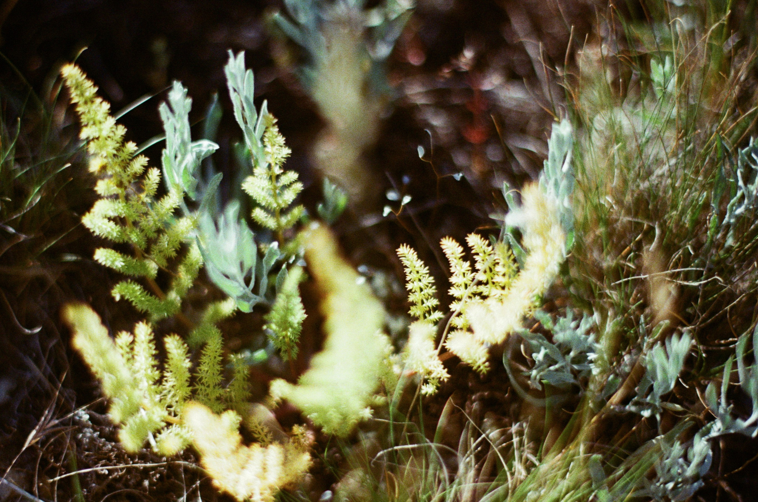 Silver strings // ukraine, crimea VII. EVER EXPOSED