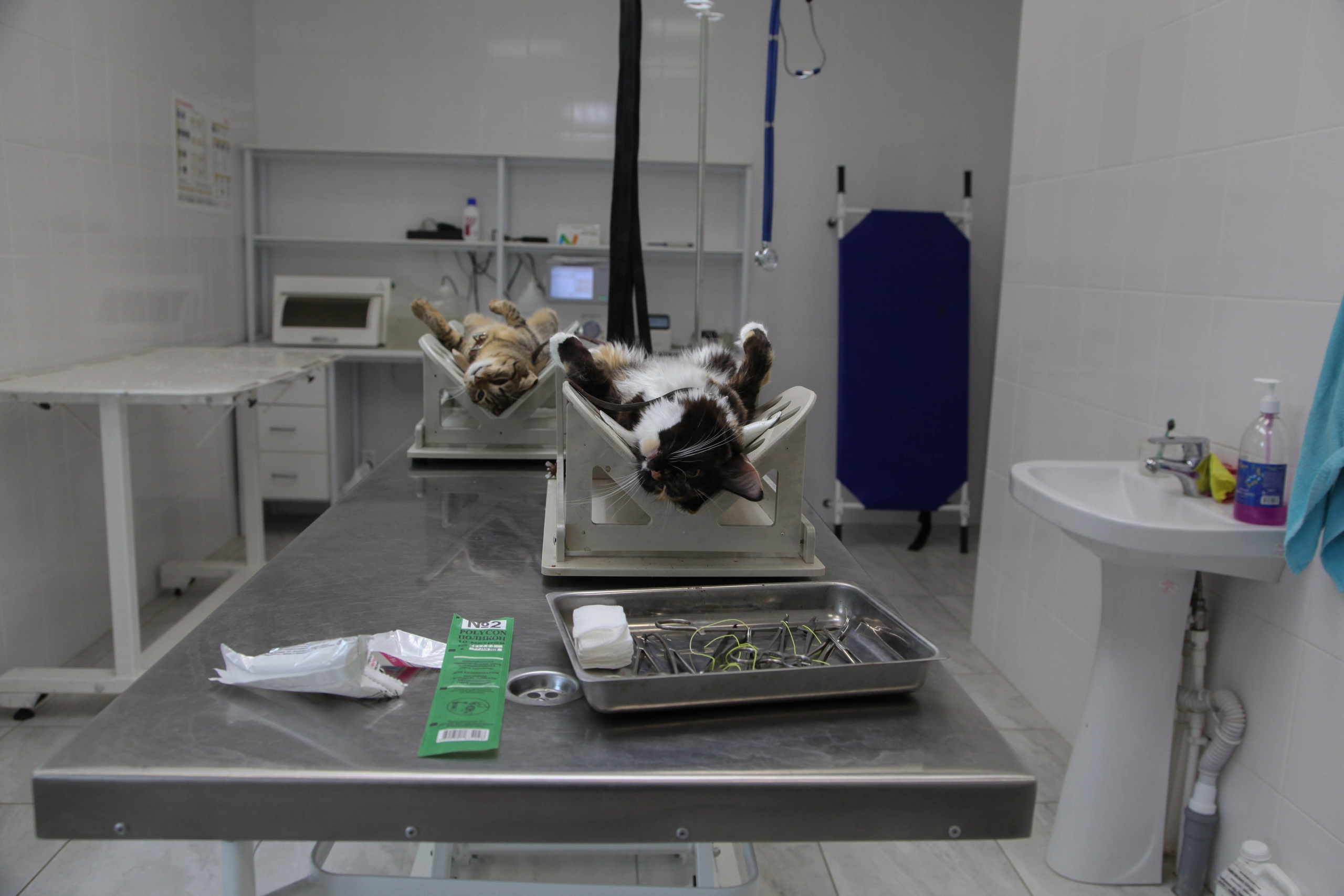 Доброе сердце. Полина Трель