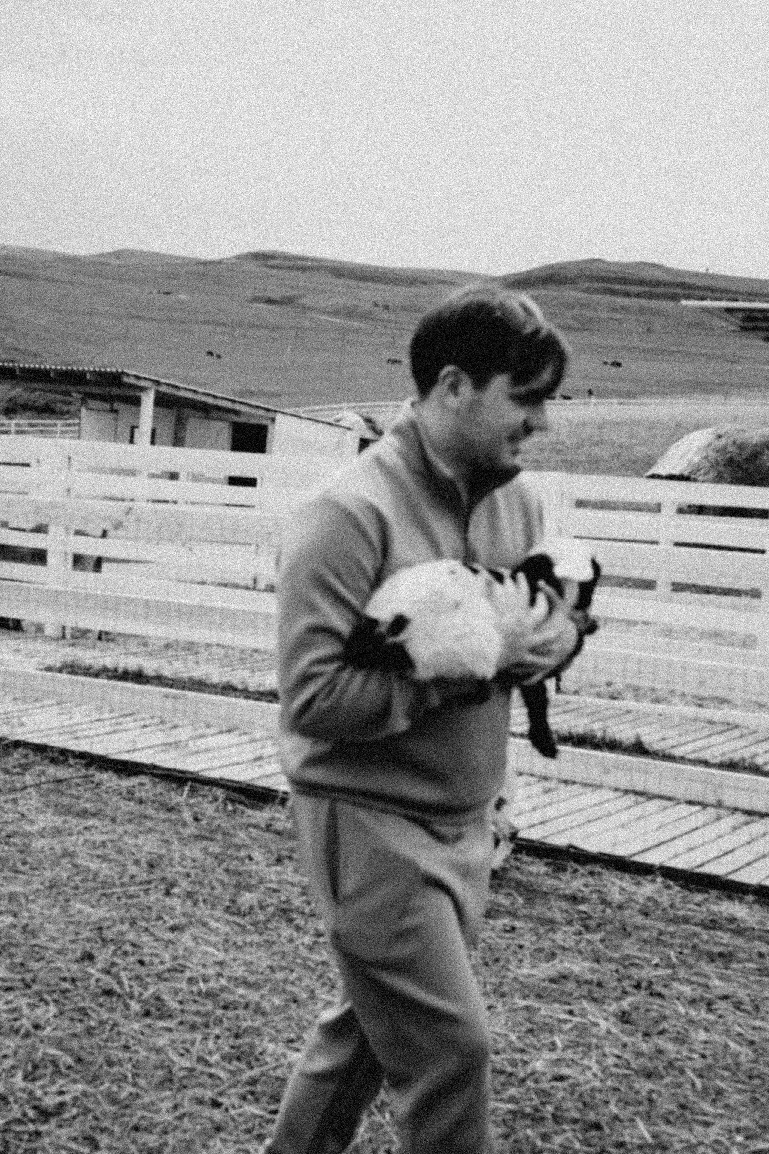 Ферма Альпак. Профессиональный фотограф, Санкт-Петербург — Виктория Богомолова