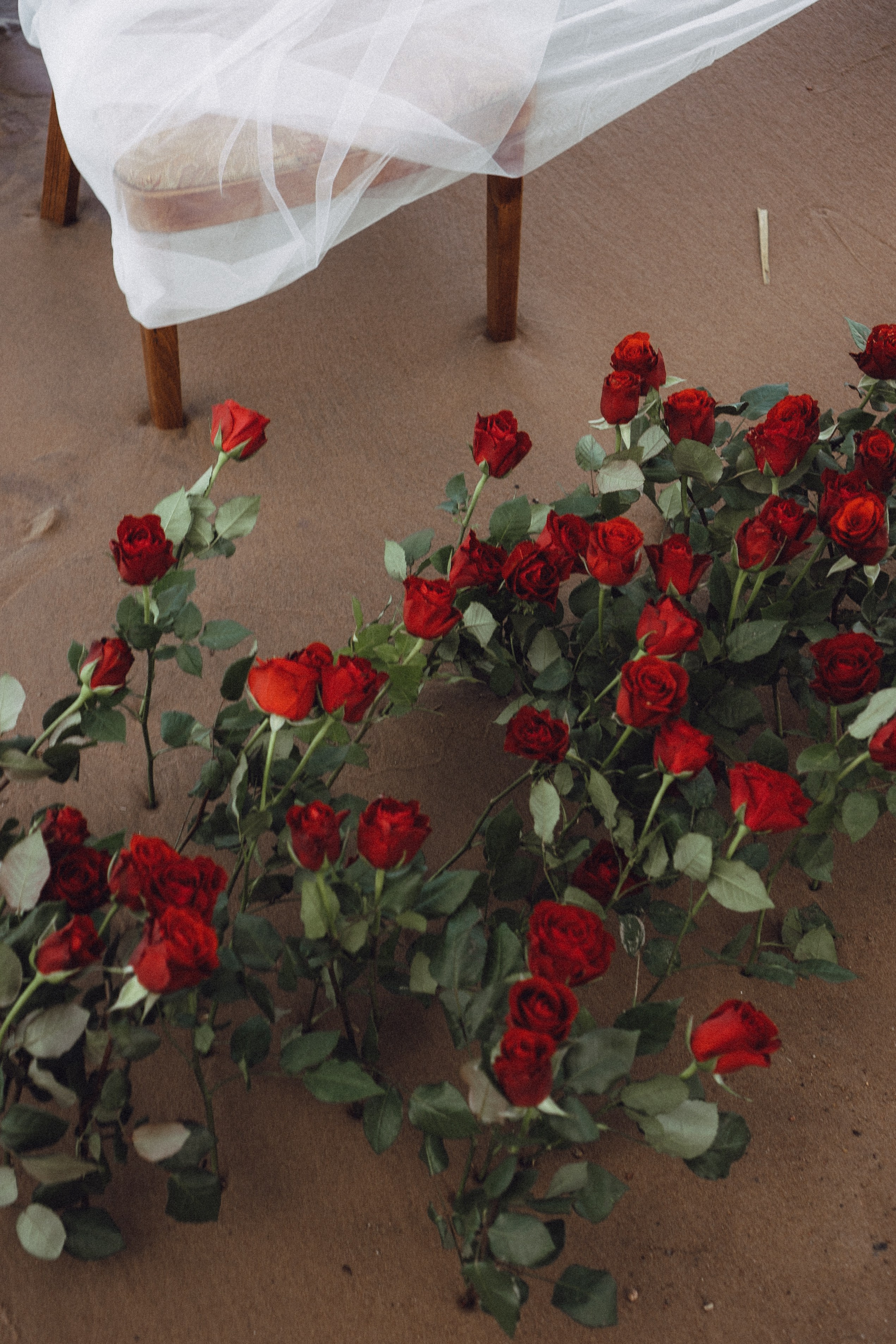 Розы. Профессиональный фотограф, Санкт-Петербург — Виктория Богомолова