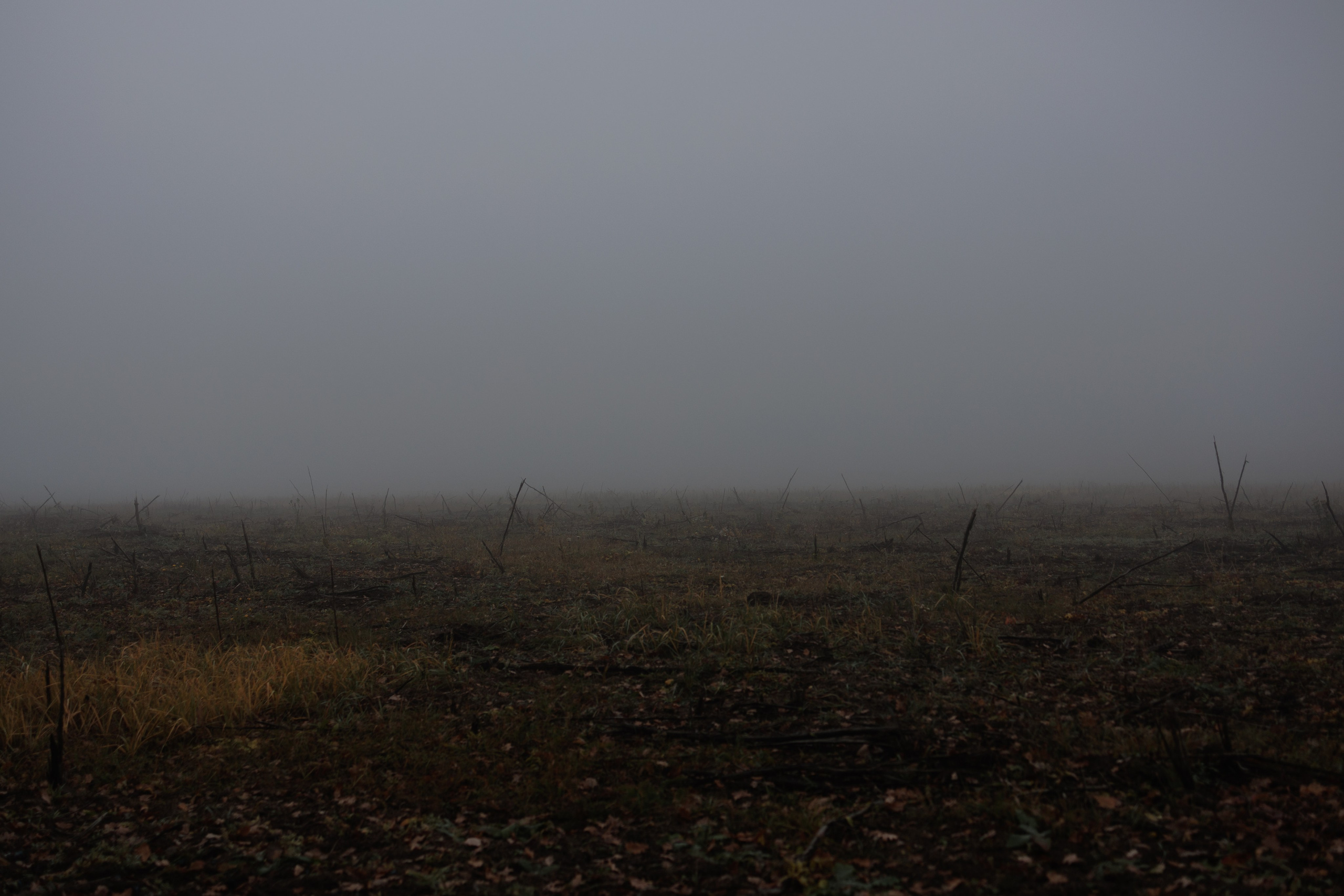 В туманном лесу. Семейный фотограф в Белгороде
