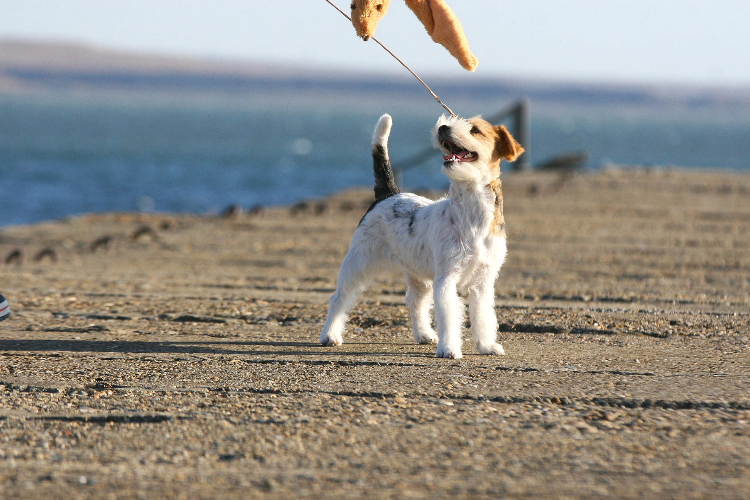 Lovely Orange Finka Del Mare Merlot. Lovely-Orange питомник джек рассел терьеров