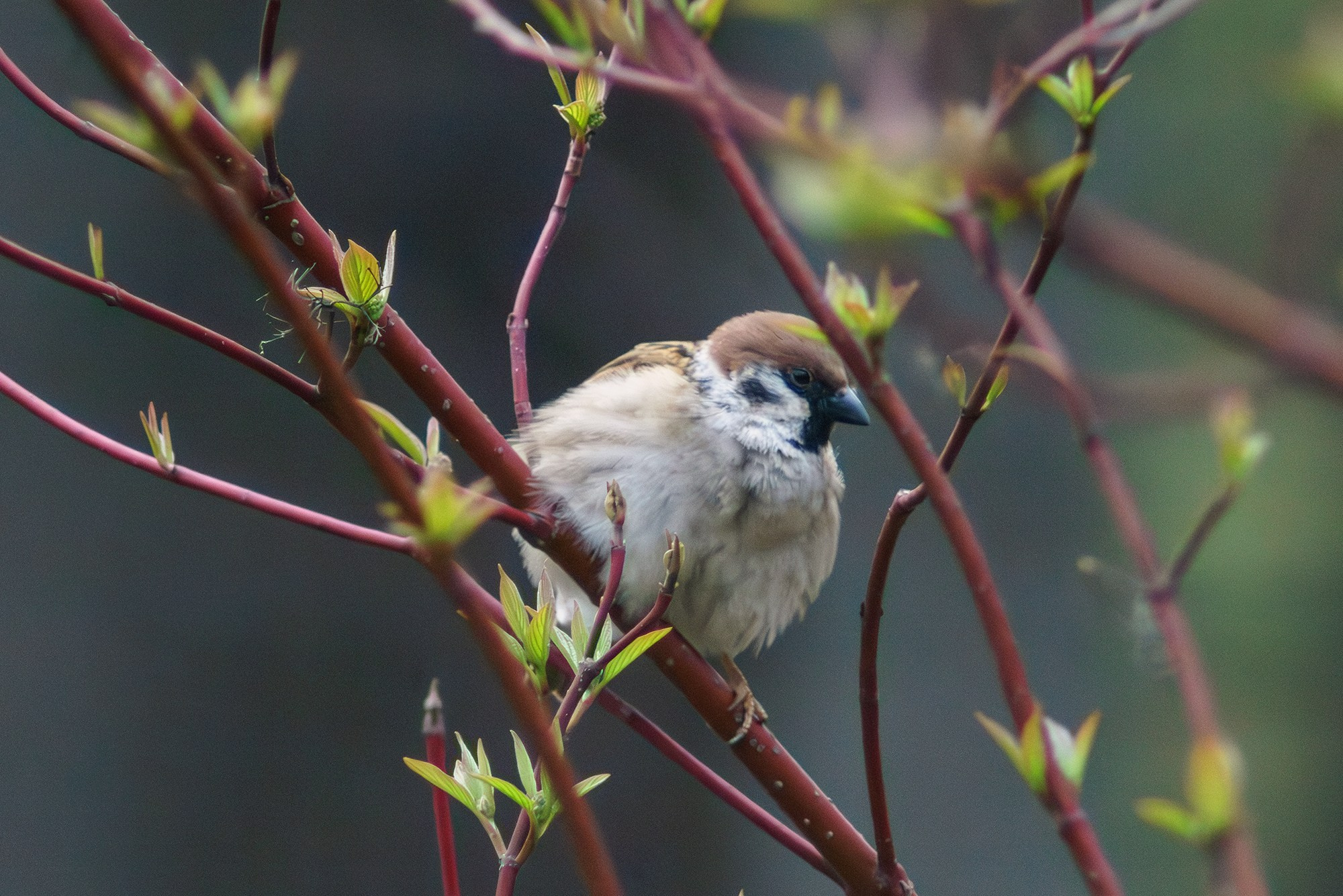 Удивительные мир птиц. Вокруг нас столько прекрасного — присмотритесь!. Ваш личный фотограф Марина Волкова
