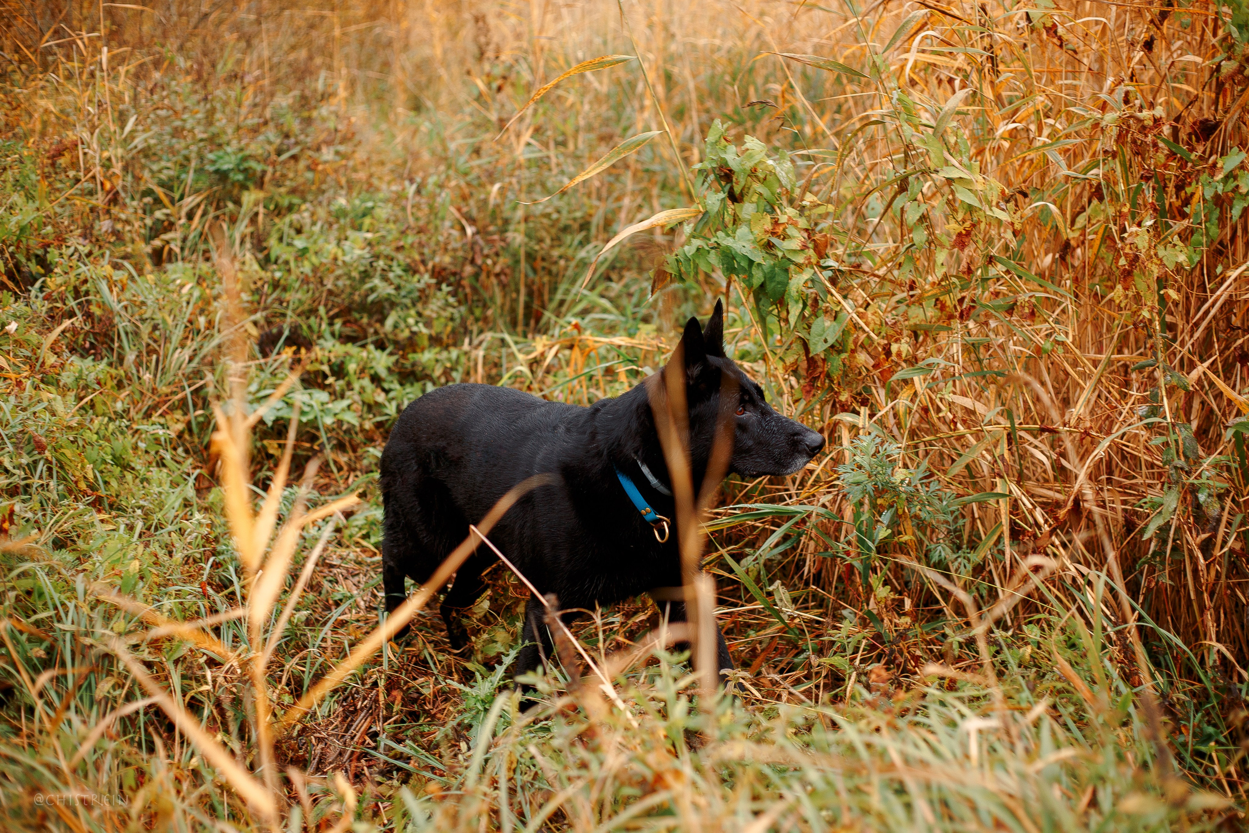 Дальний пирс. Фотограф-анималист Наталия Чистюхина в г. Сосновый Бор и ЛО