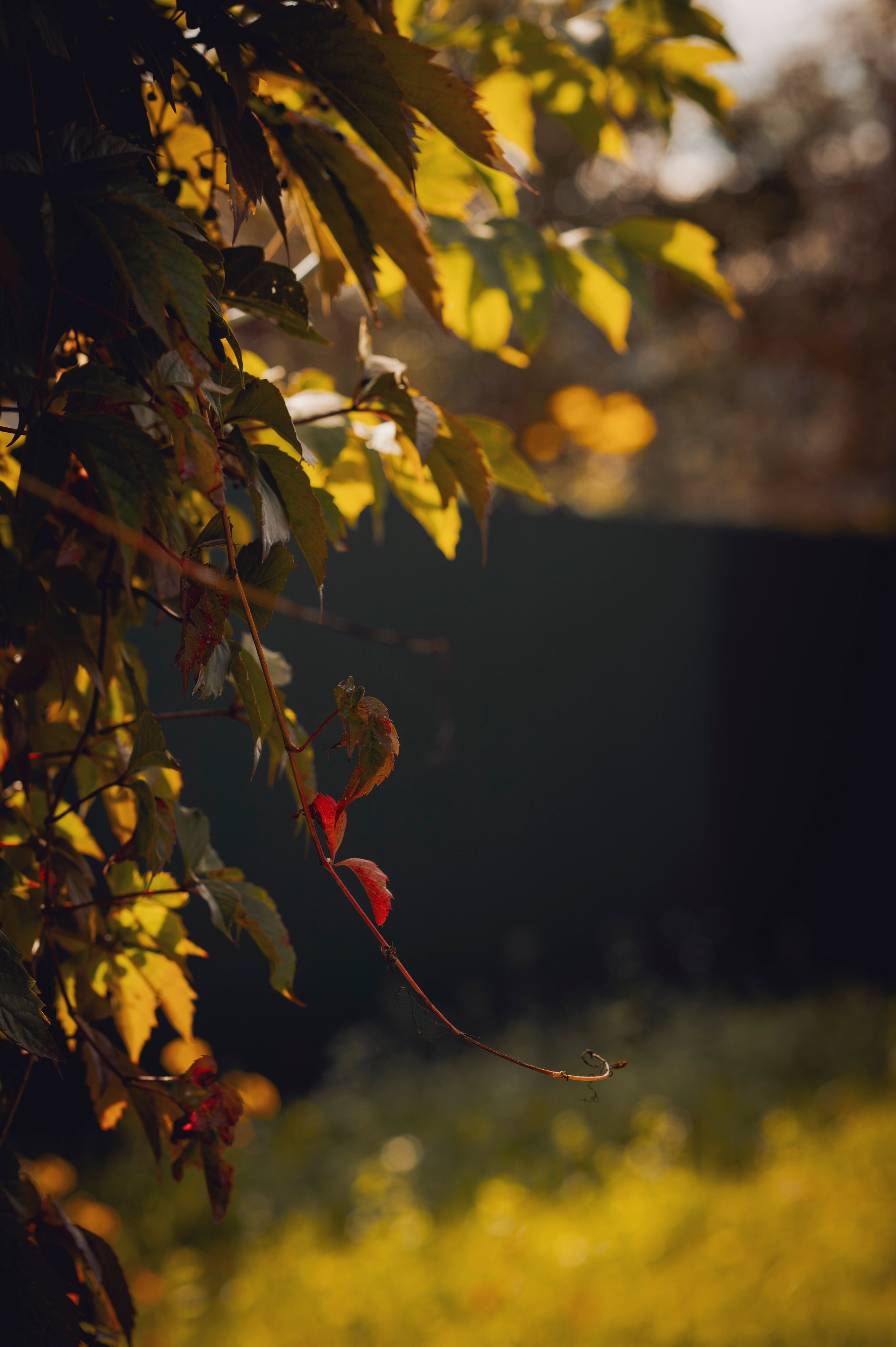 Осень во всей красе. Анна Боровикова, фотограф Пушкино