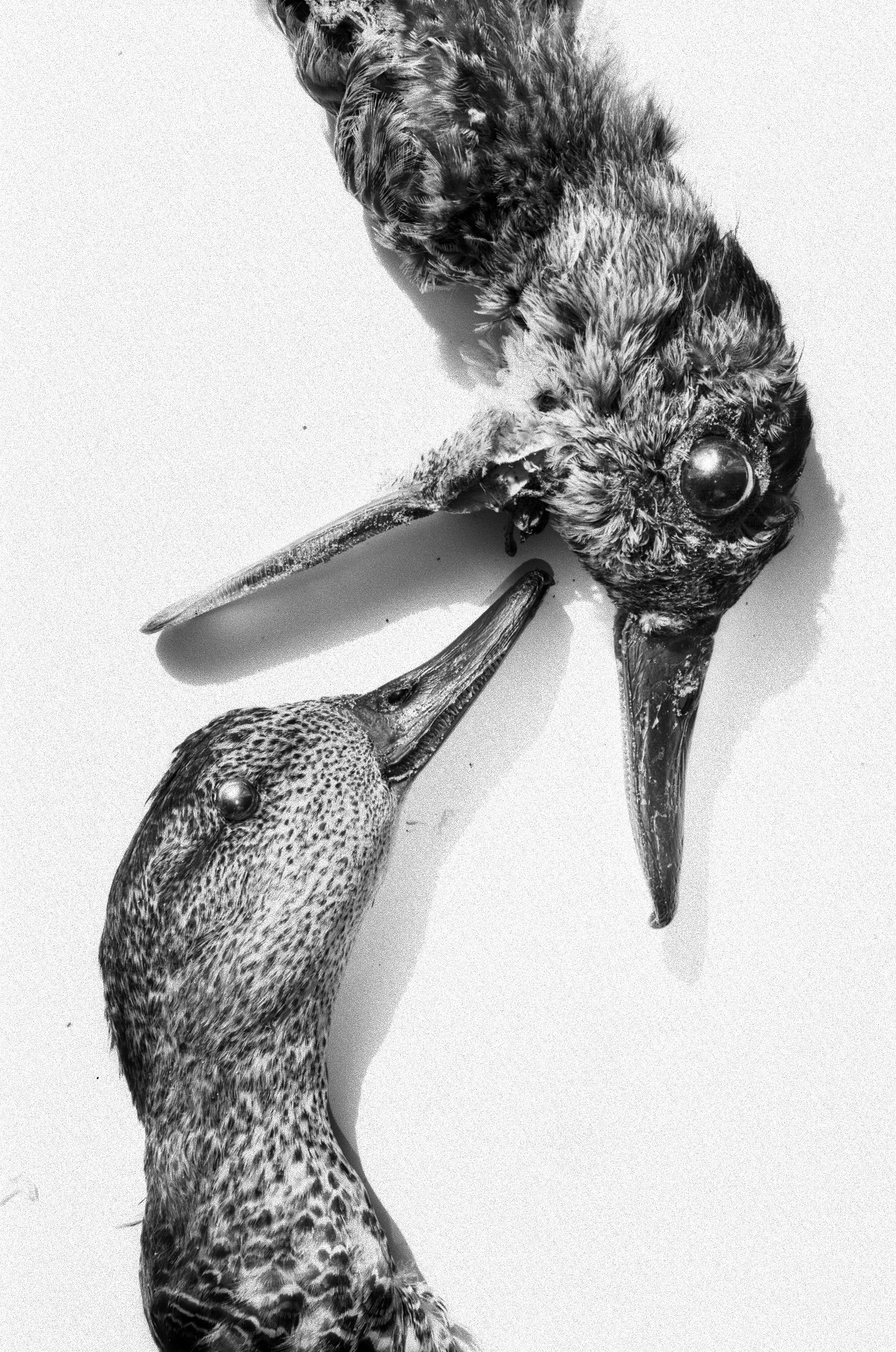 Иконическое. Избранное. Бесценное. Punctum