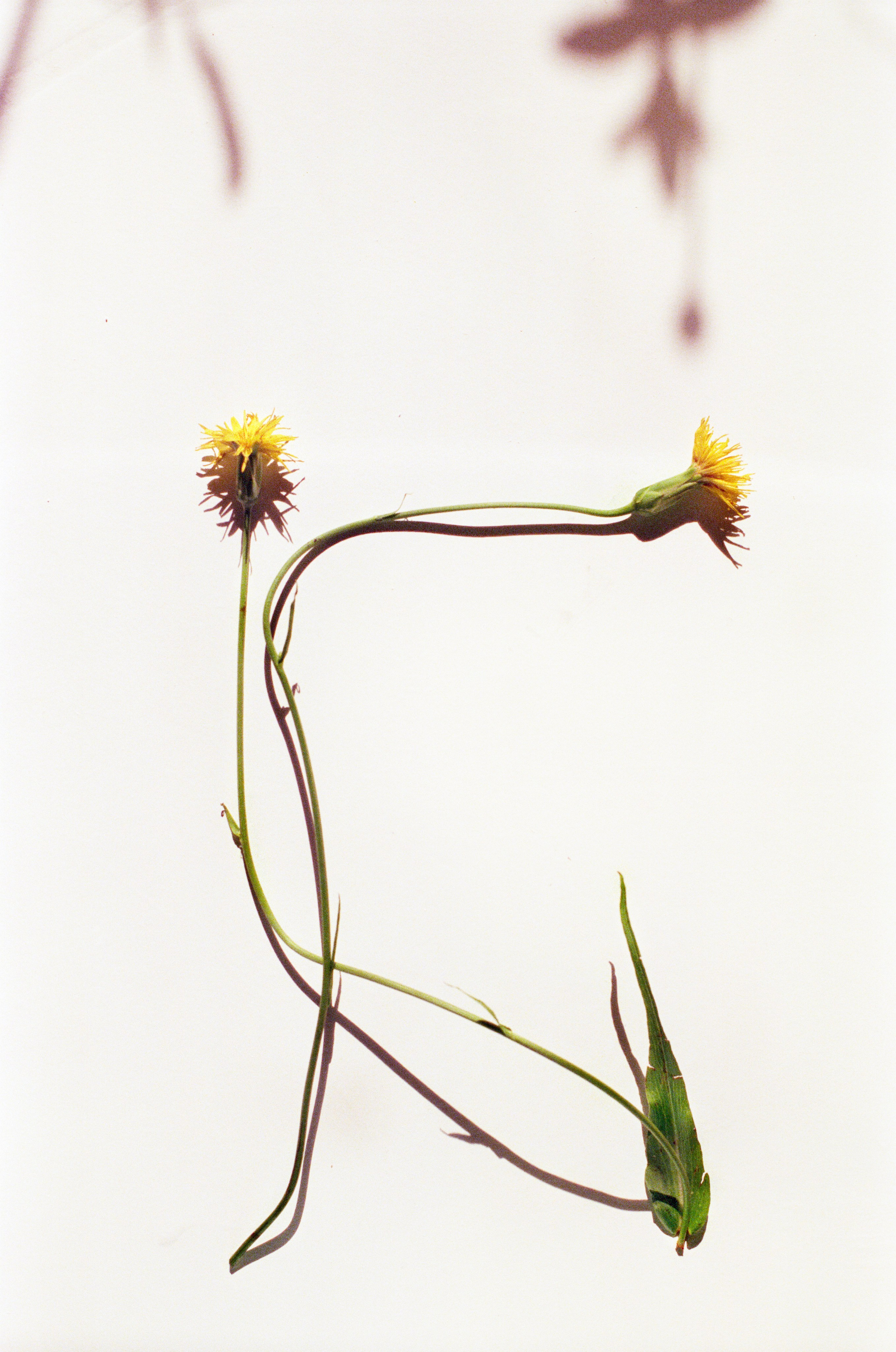 Иконическое. Избранное. Бесценное. Punctum