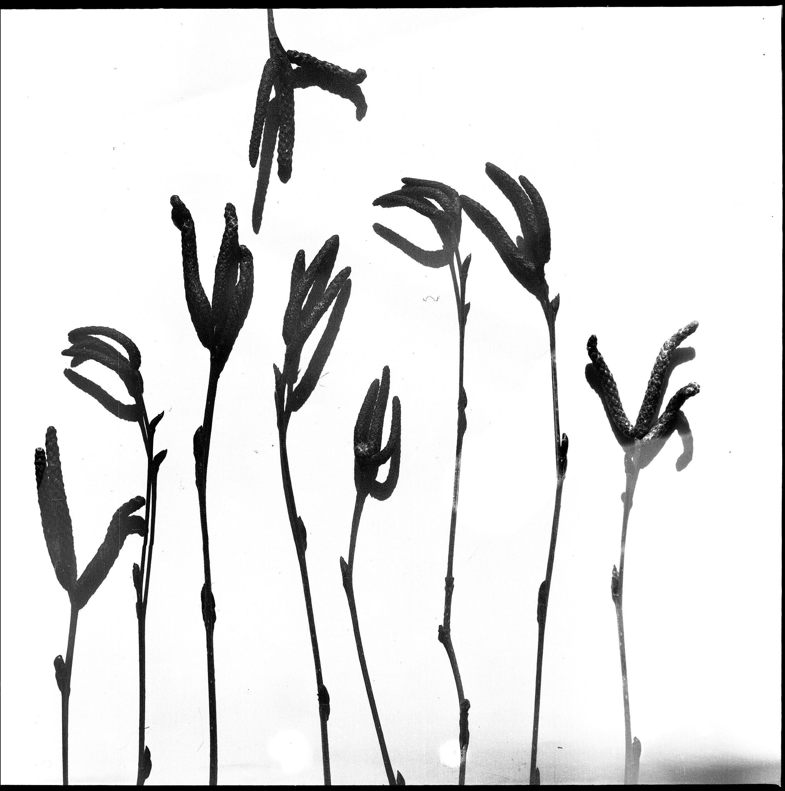 Иконическое. Избранное. Бесценное. Punctum