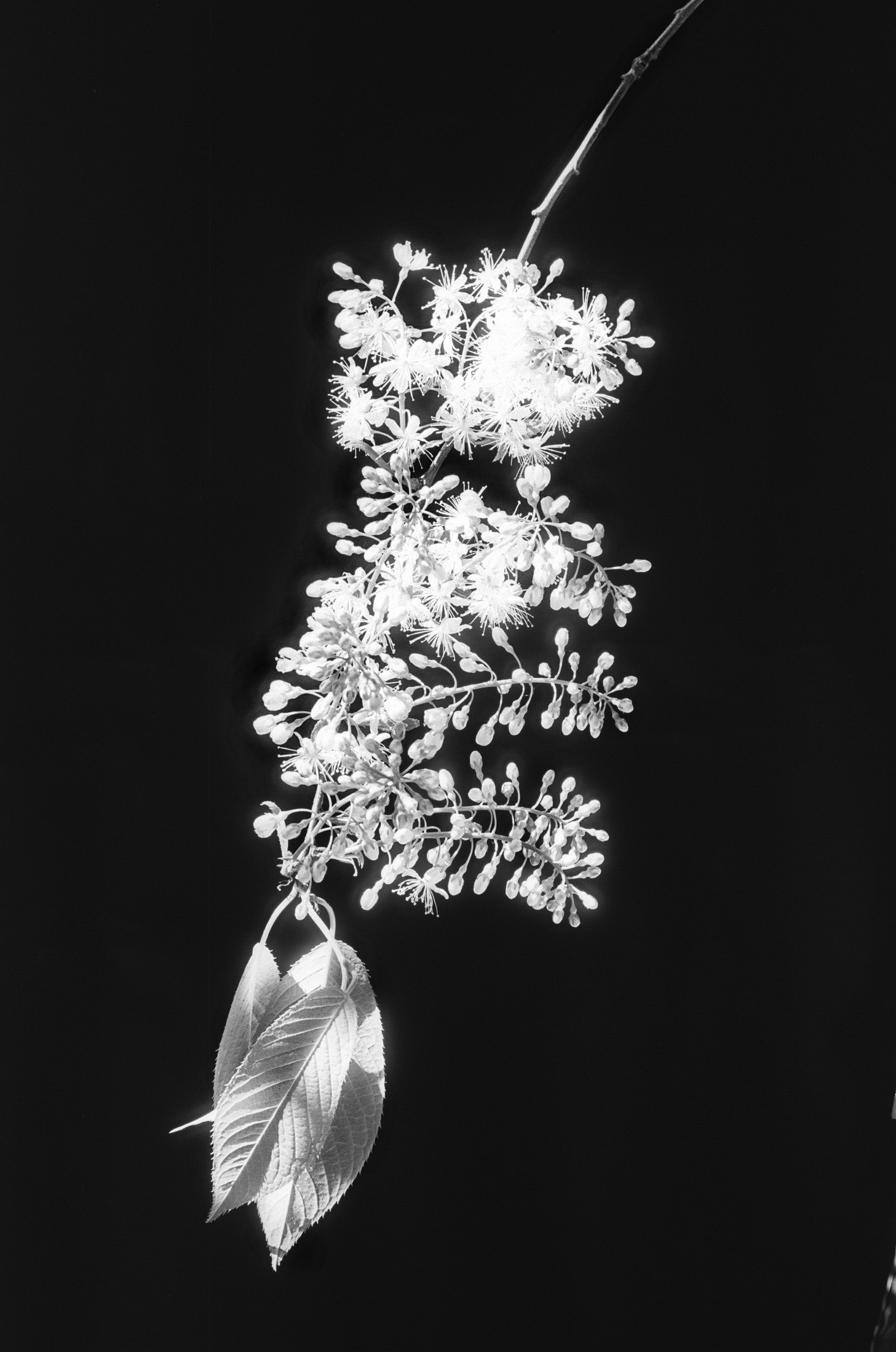Иконическое. Избранное. Бесценное. Punctum