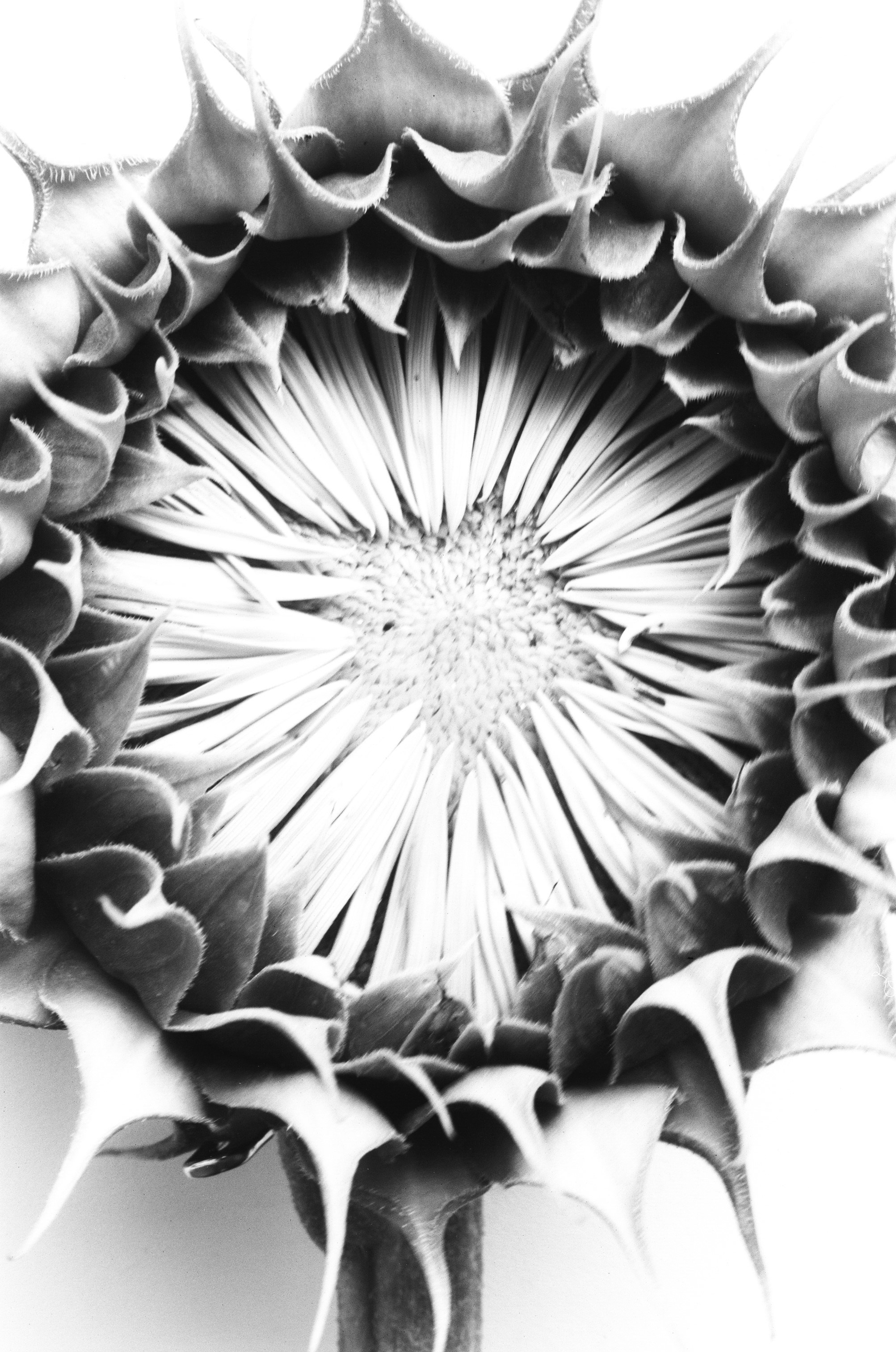 Иконическое. Избранное. Бесценное. Punctum
