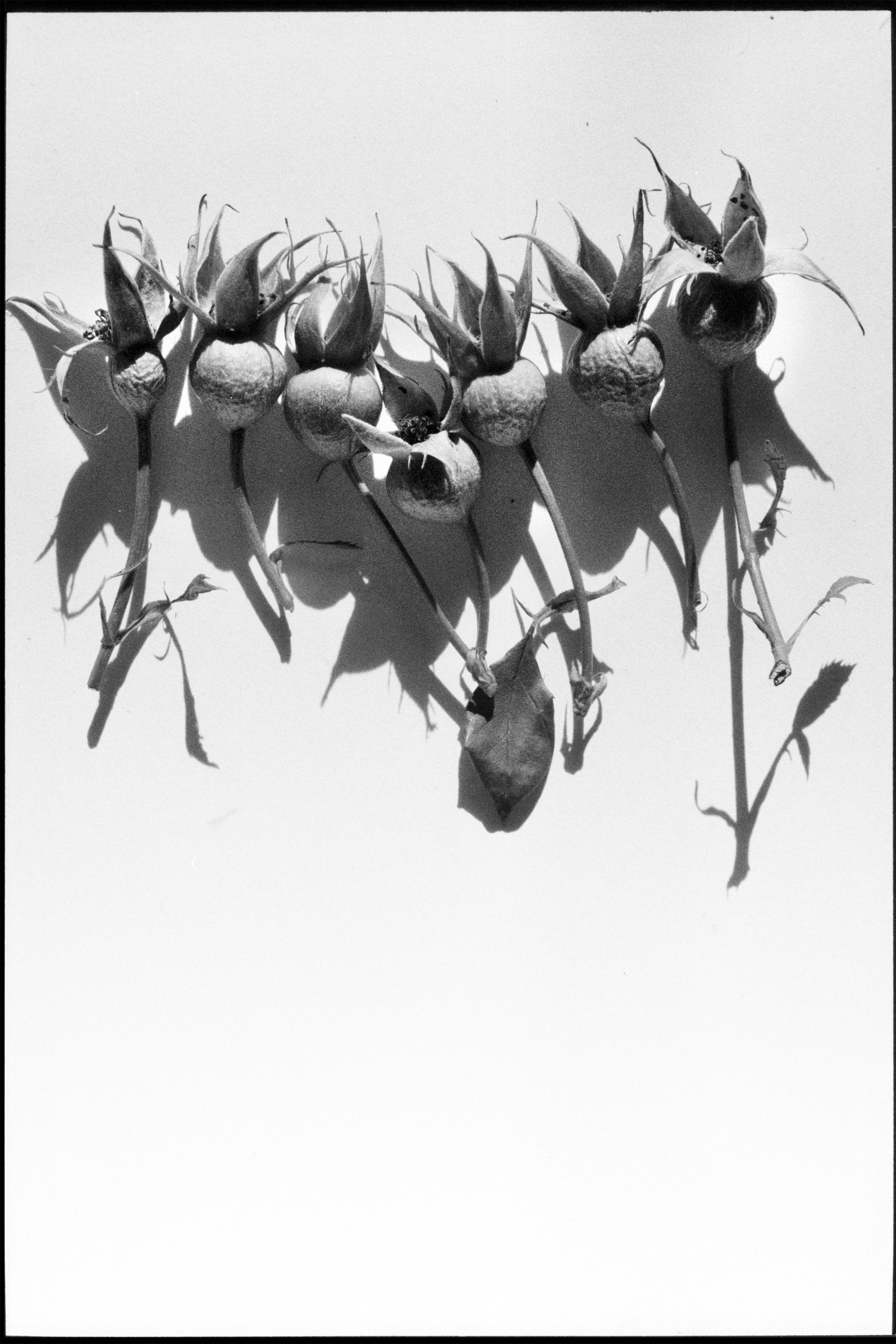 Иконическое. Избранное. Бесценное. Punctum
