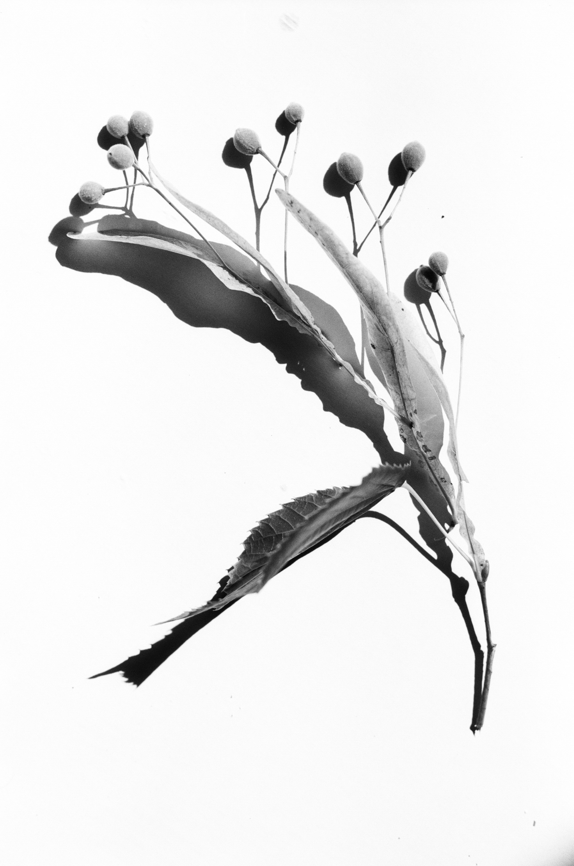 Иконическое. Избранное. Бесценное. Punctum
