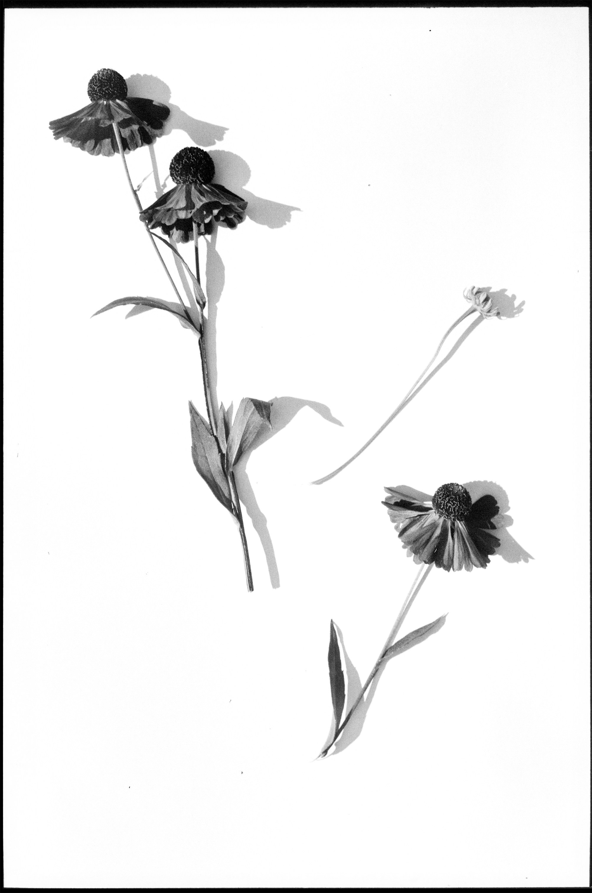 Иконическое. Избранное. Бесценное. Punctum