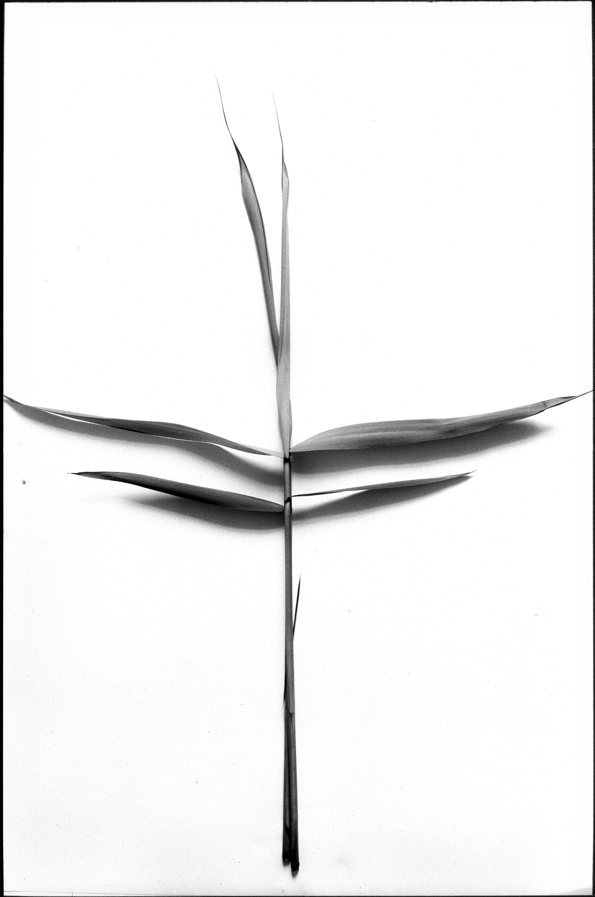 Иконическое. Избранное. Бесценное. Punctum