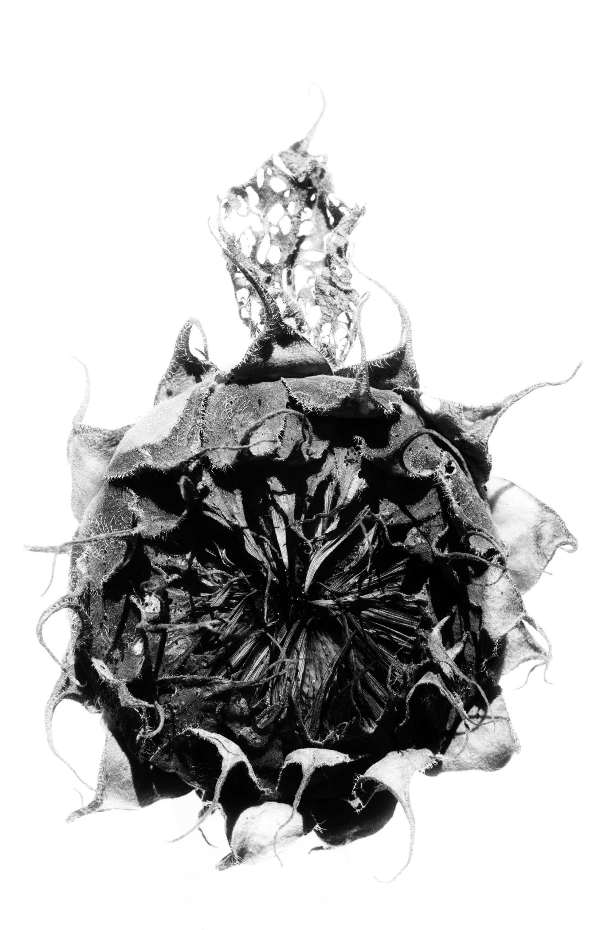 Иконическое. Избранное. Бесценное. Punctum