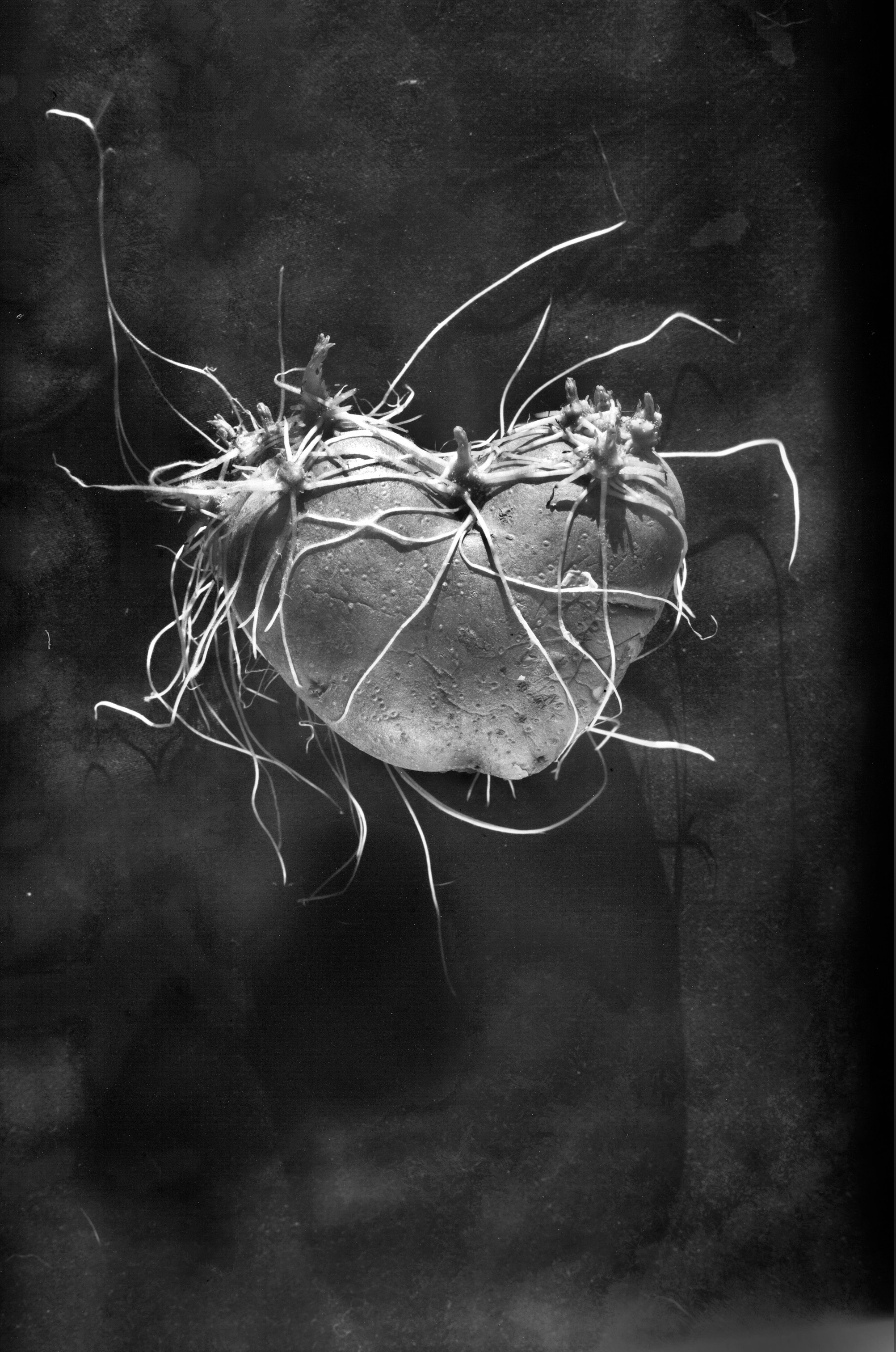 Иконическое. Избранное. Бесценное. Punctum