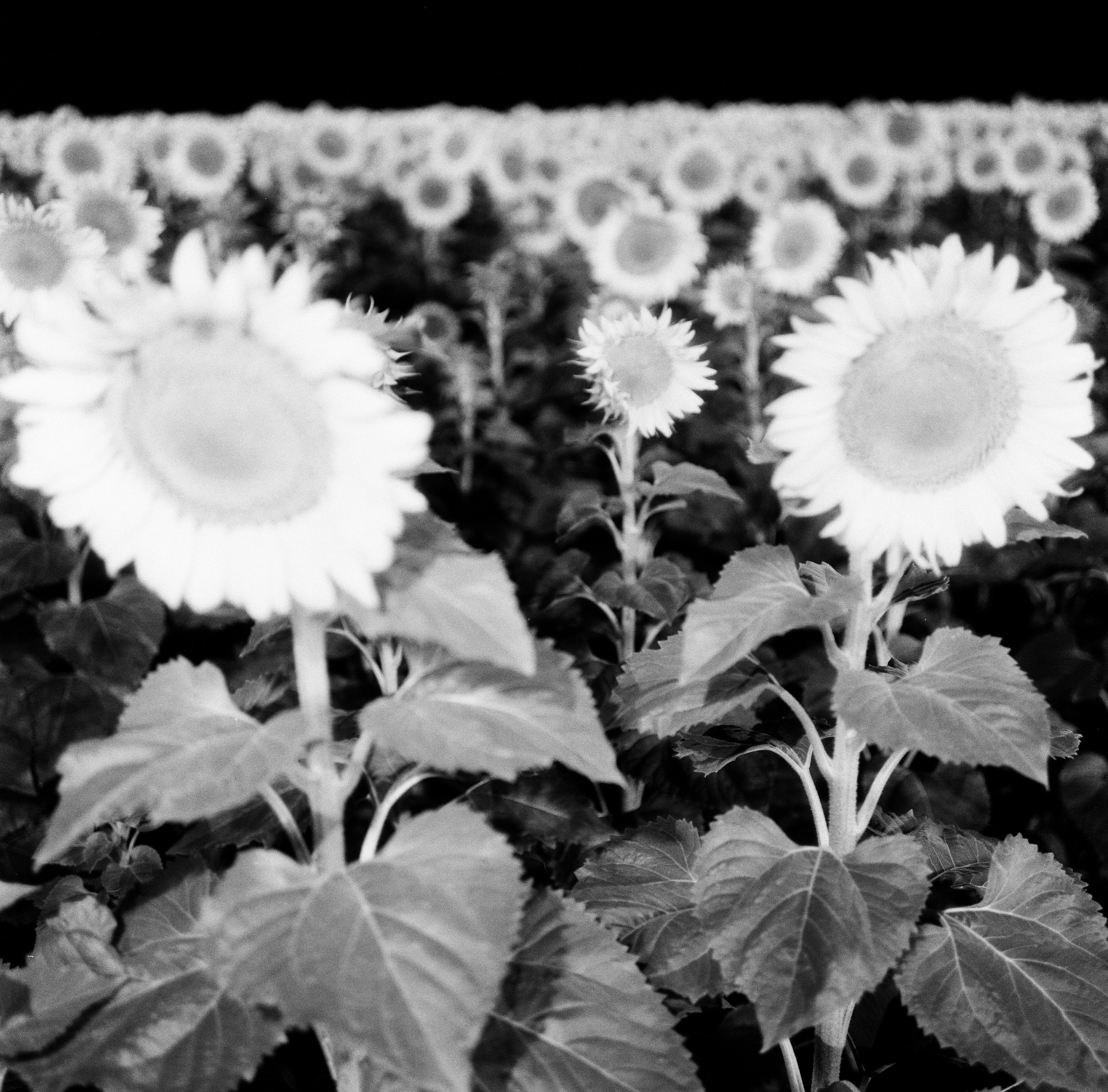 Иконическое. Избранное. Бесценное. Punctum