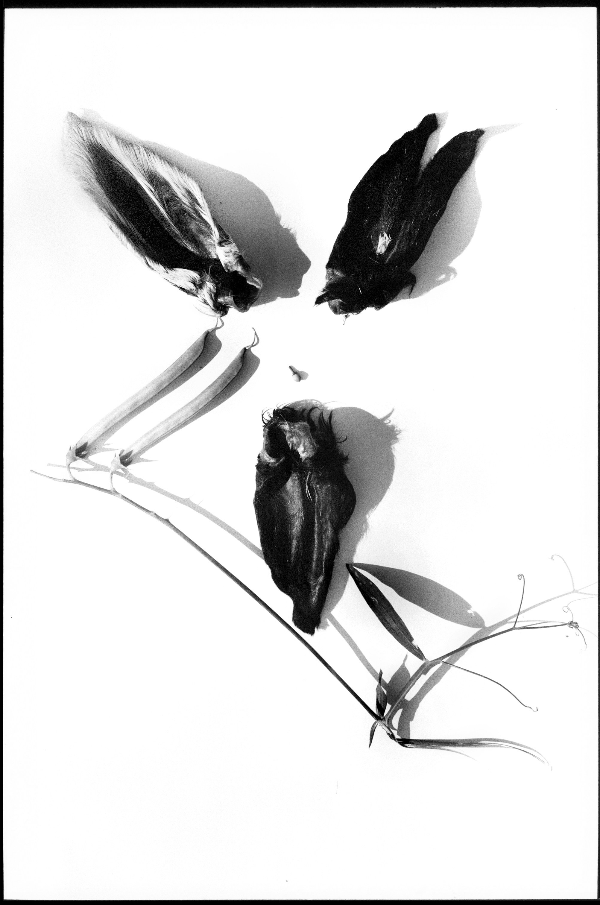 Иконическое. Избранное. Бесценное. Punctum