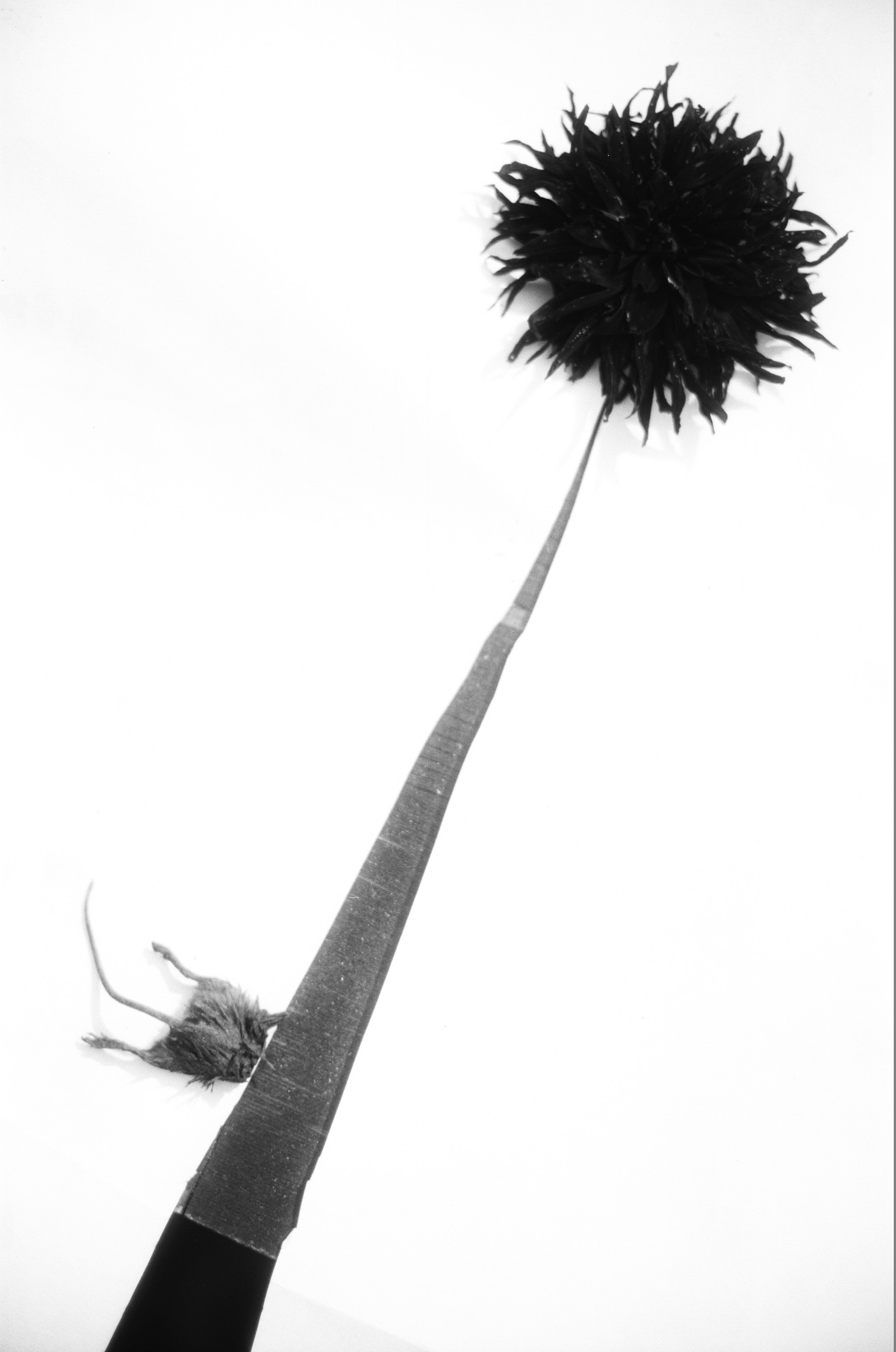 Иконическое. Избранное. Бесценное. Punctum