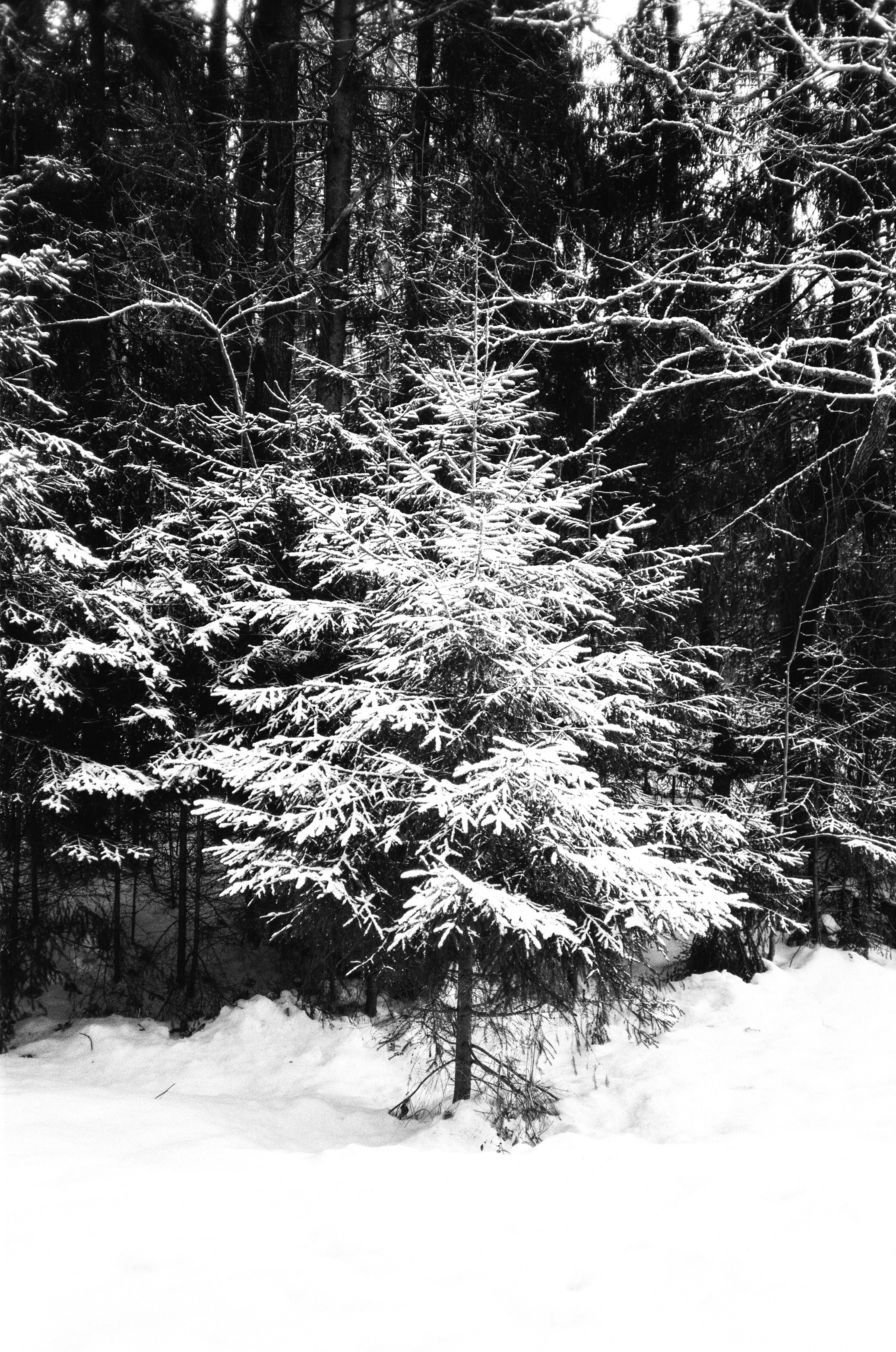 Nikon Action Touch (L35AW) / SFL T-25 / Давыдовское