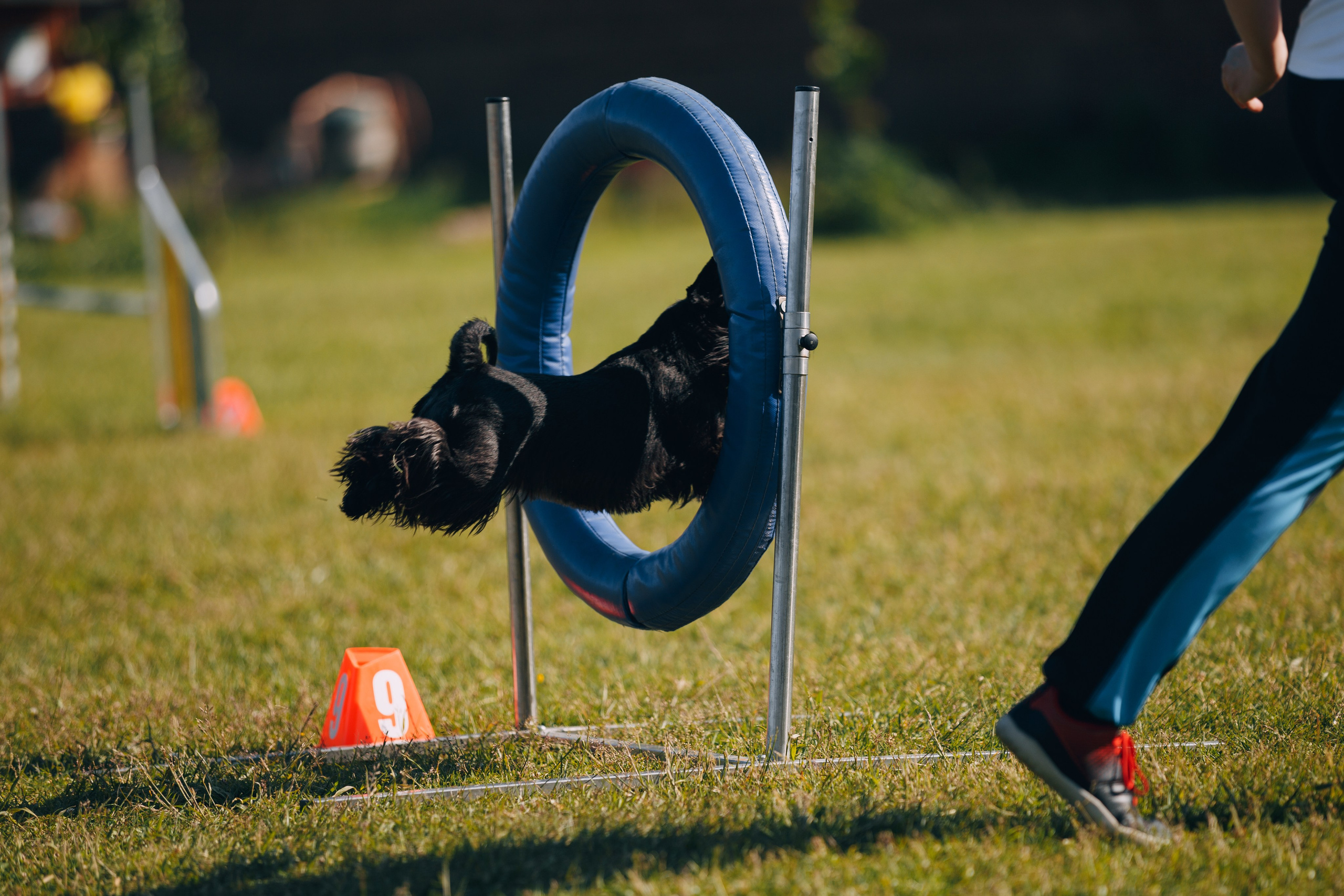 Кинологический лагерь в Горыныче. Фотограф анималист Кристина Карпова, Москва