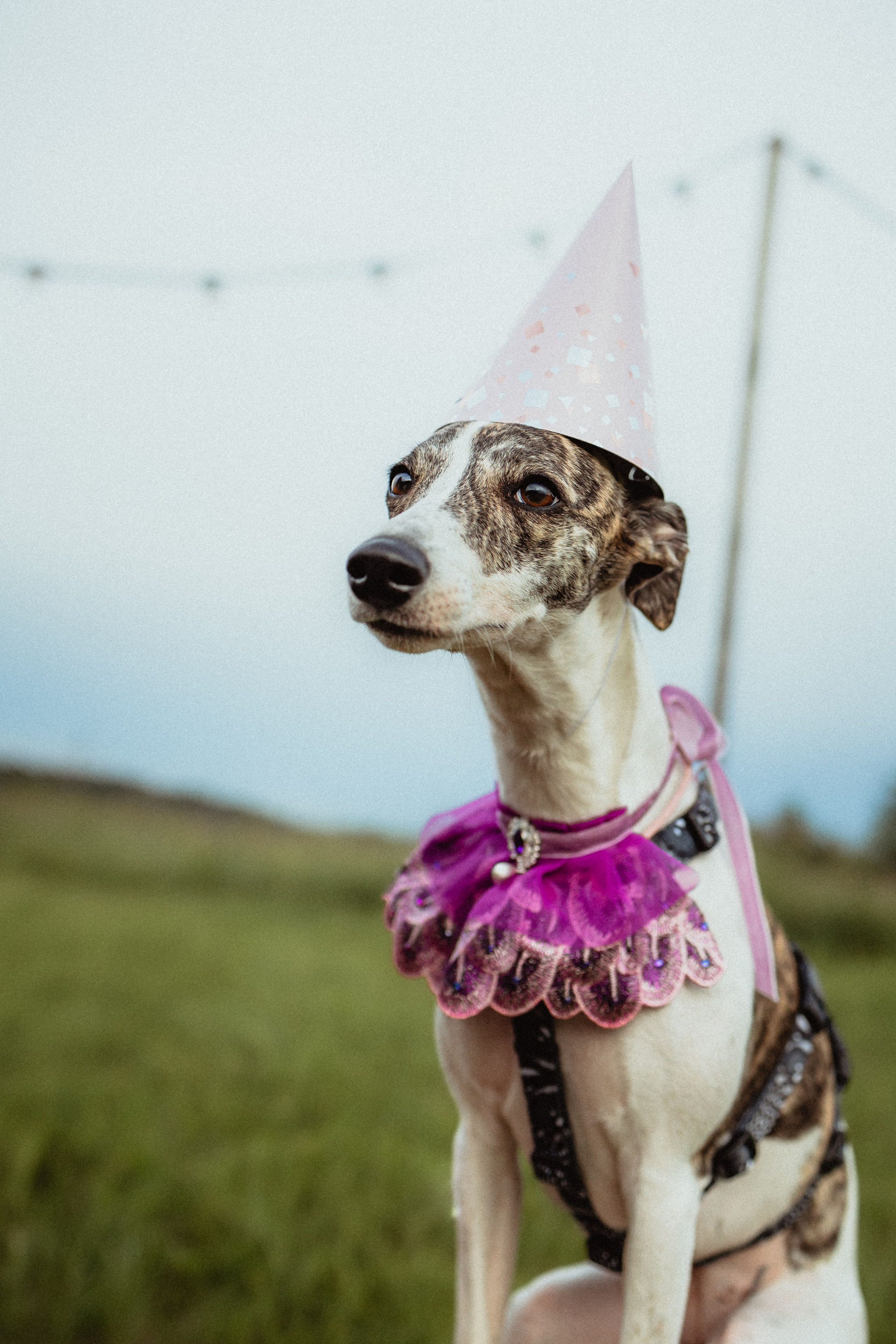 Выездной дог-тренинг от школы «Шерсть имею»