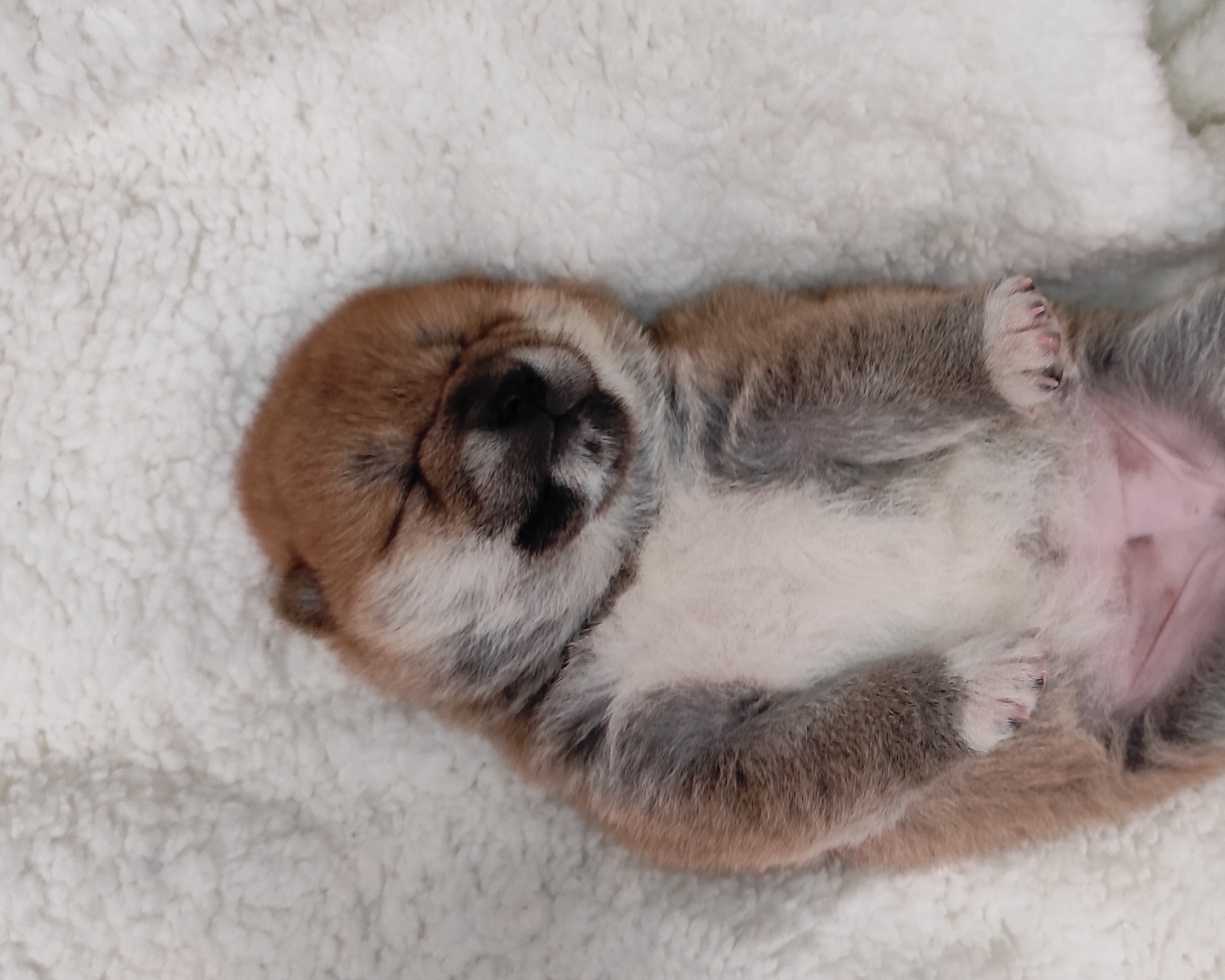 сиба питомник Рубилайт щенки на продажу rubylight  сиба щенки купить СПб Санкт-Петербург 