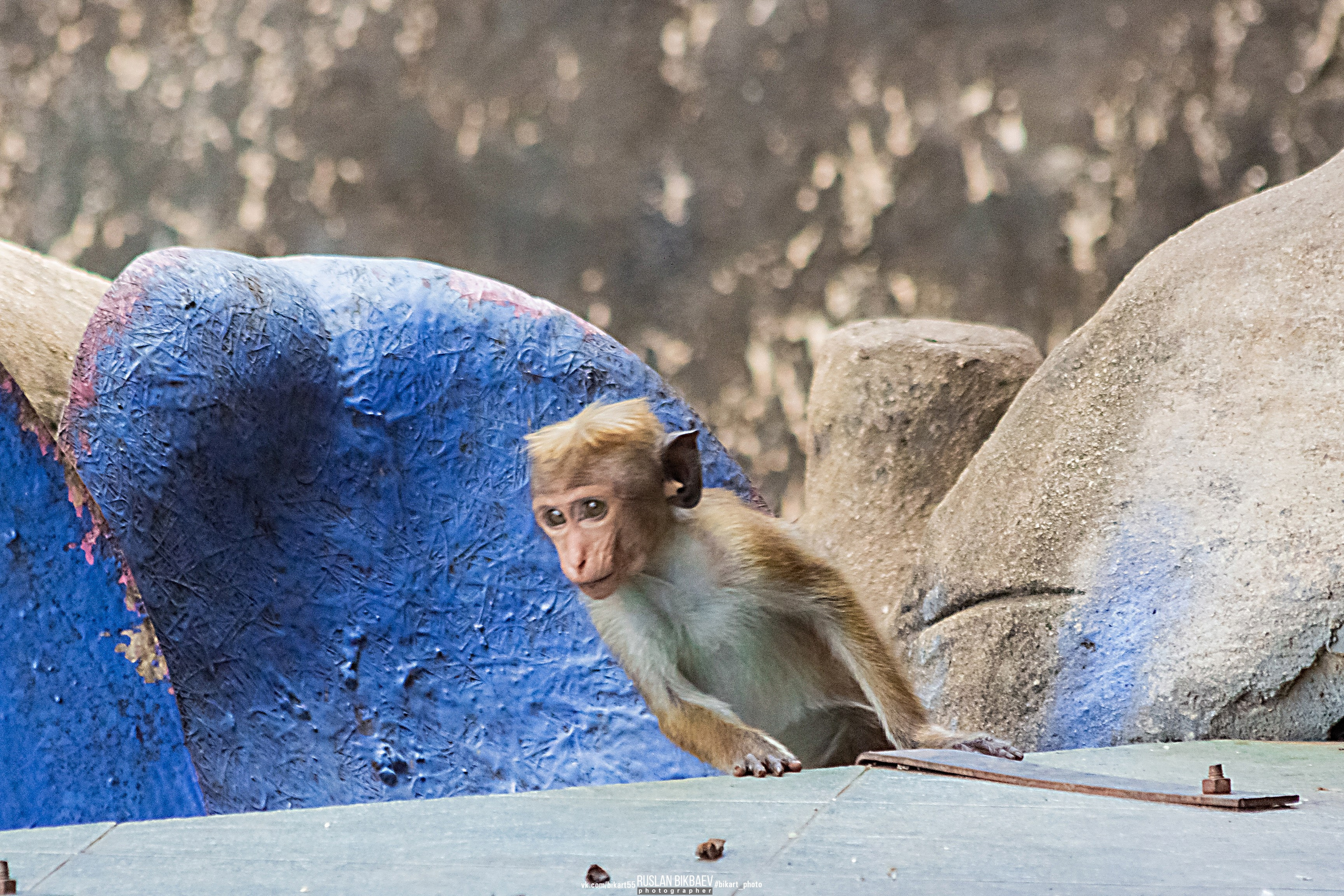 ШРИ-ЛАНКА 2025 / SRI LANKA 2025. Главная